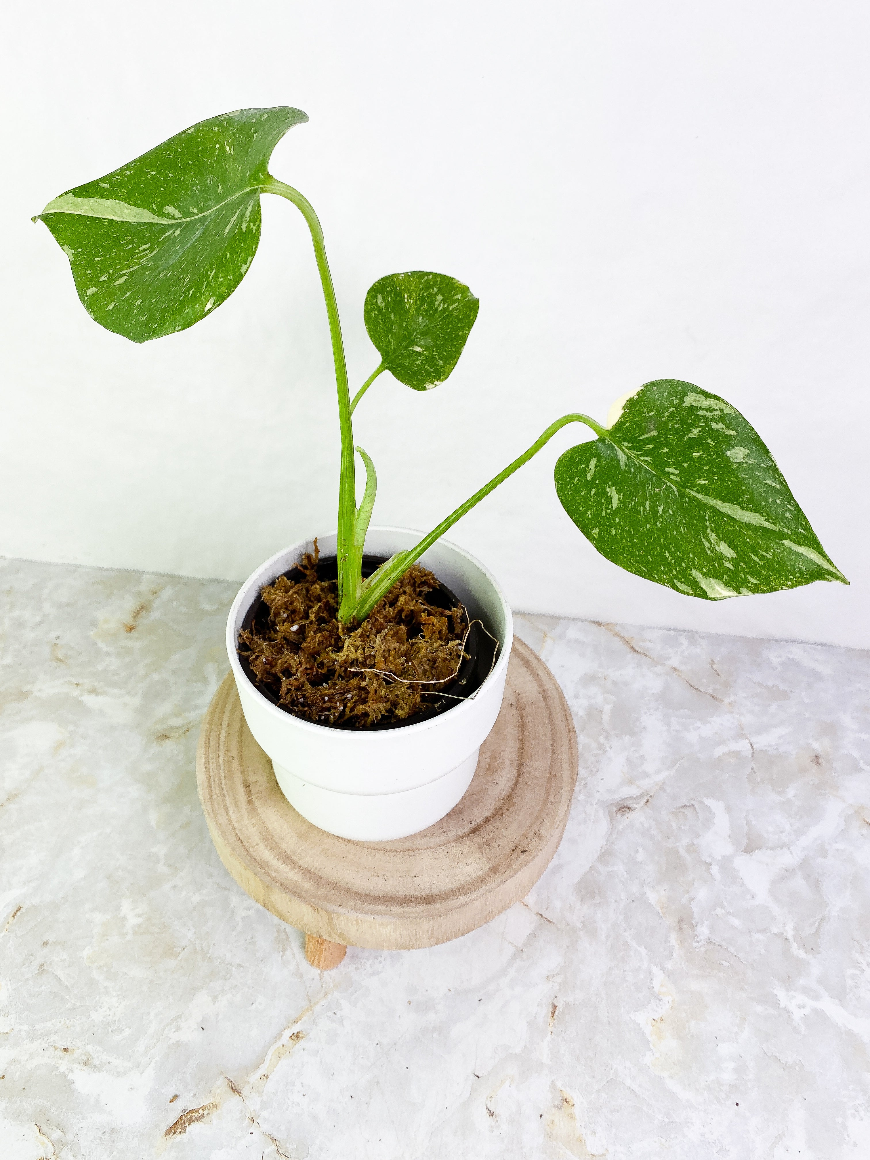 Monstera Thai Constellation  3 leaves rooted with 1 sprout