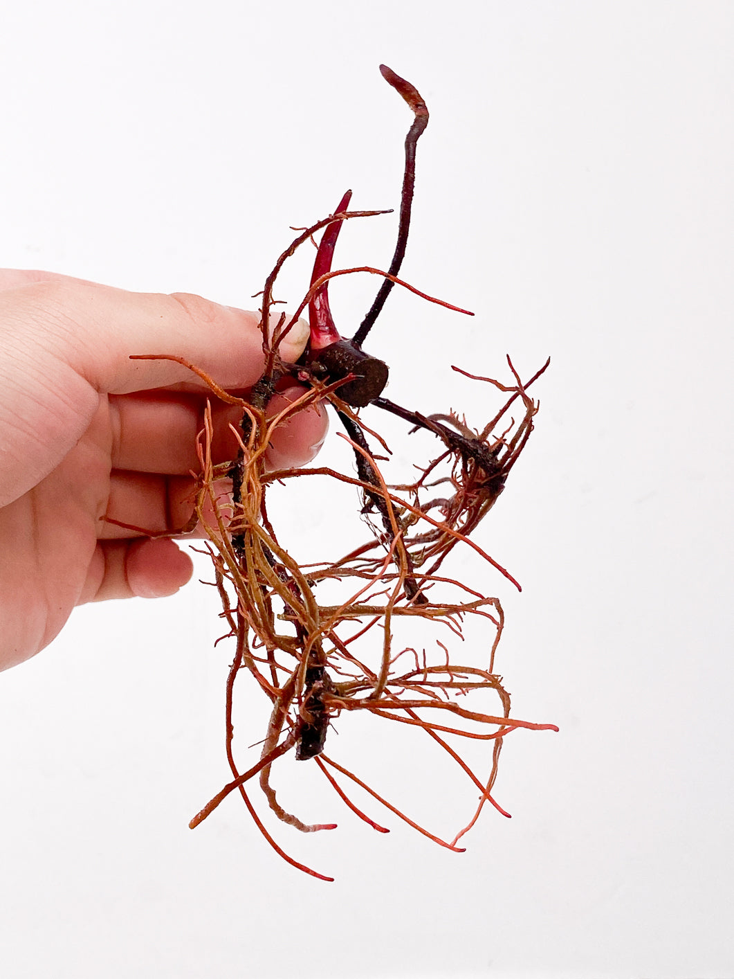 Philodendron Strawberry Shake node 1 sprout