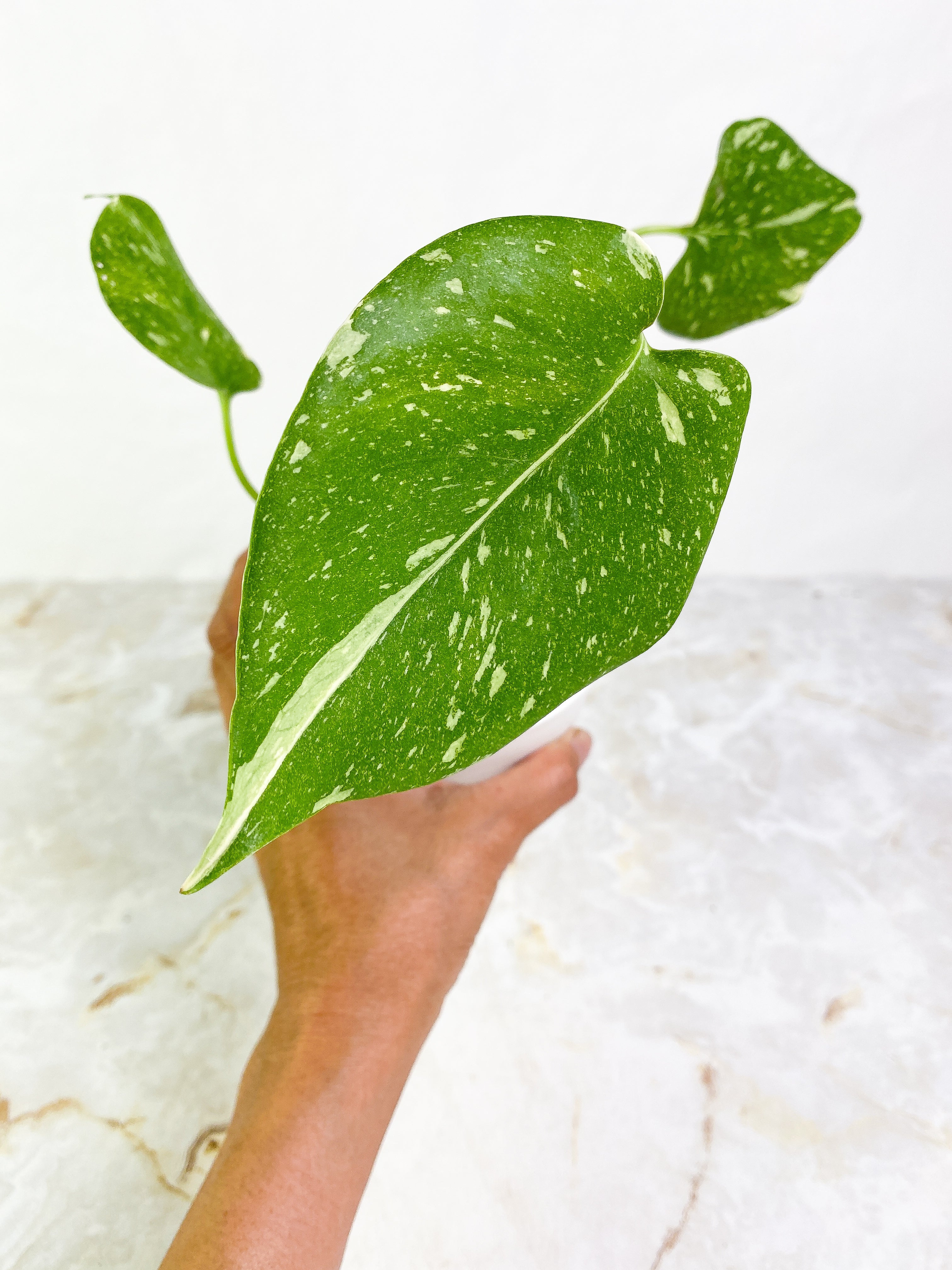 Monstera Thai Constellation  3 leaves rooted with 1 sprout