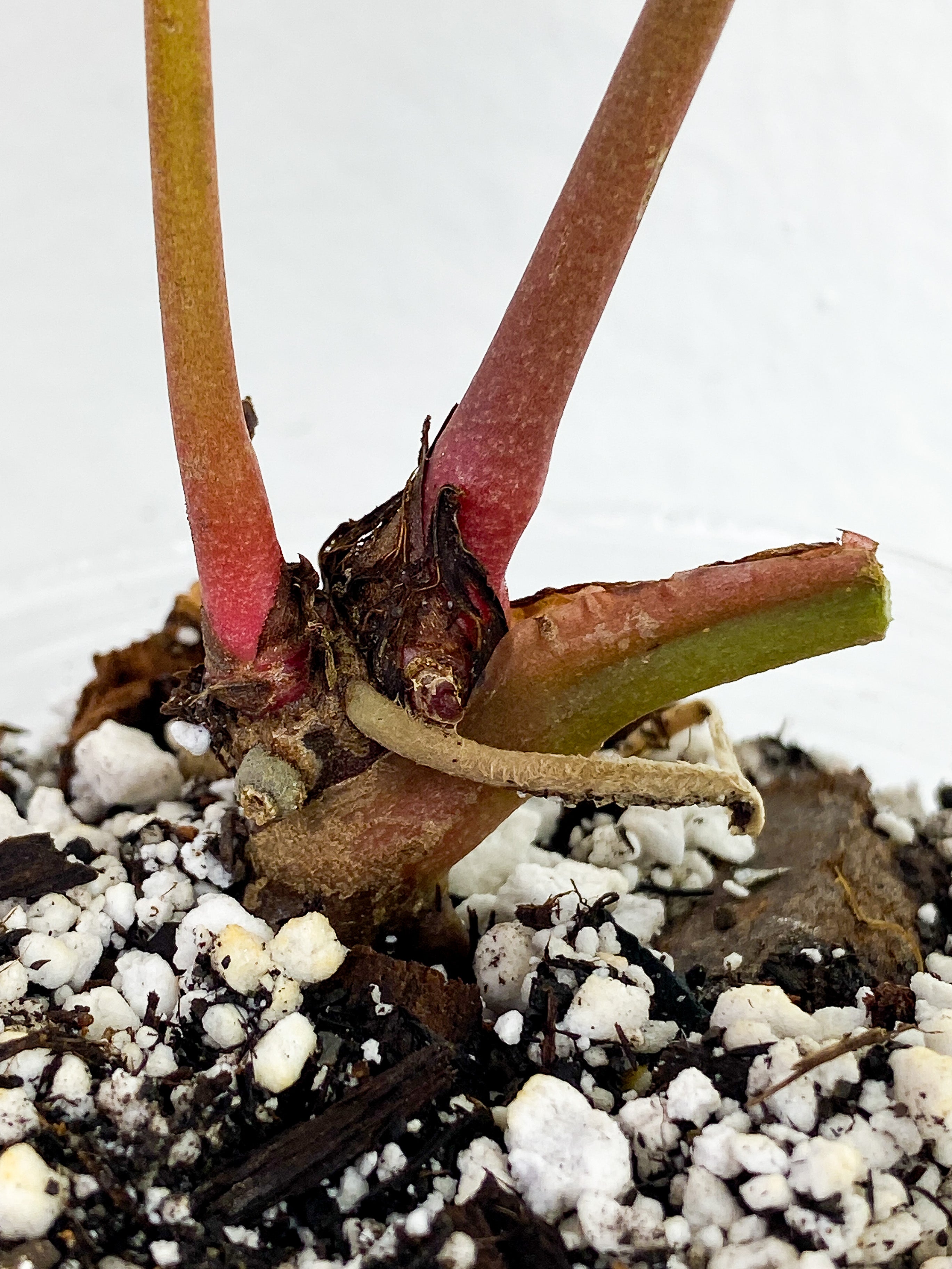 Anthurium “Crystallinum” offers 2 leaves