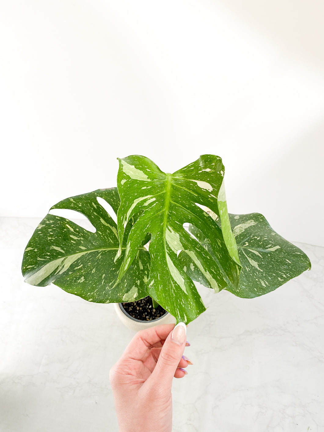 Monstera thai constellations 3 leaves Slightly Rooted