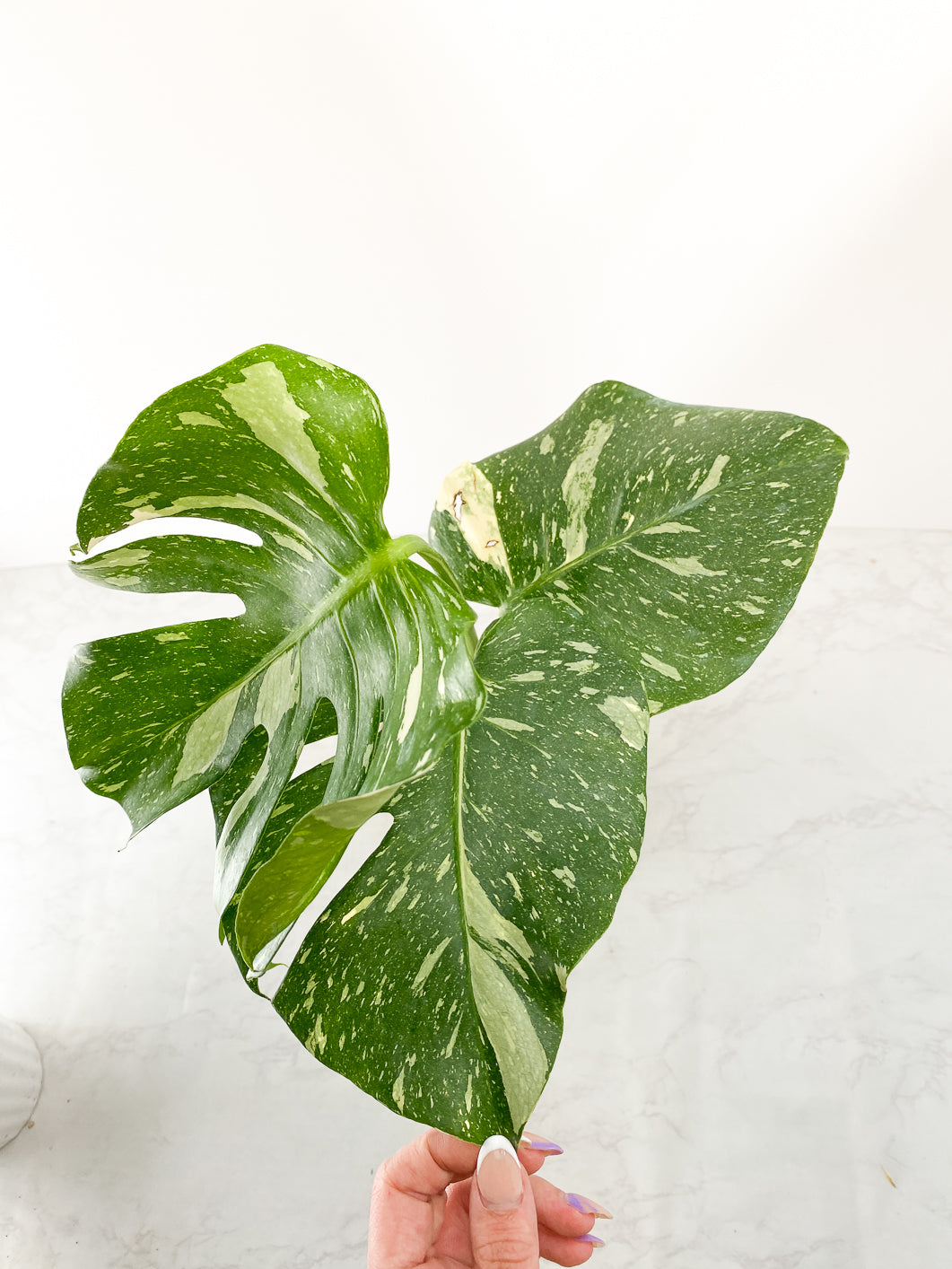 Monstera thai constellations 3 leaves Slightly Rooted