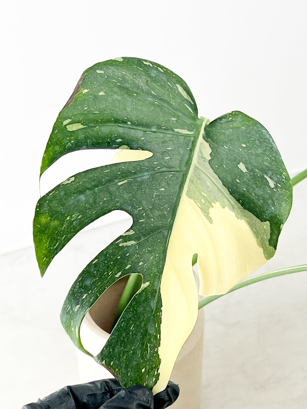 Monstera Thai constellation 4 fenestrating leaves top cutting rooting in water