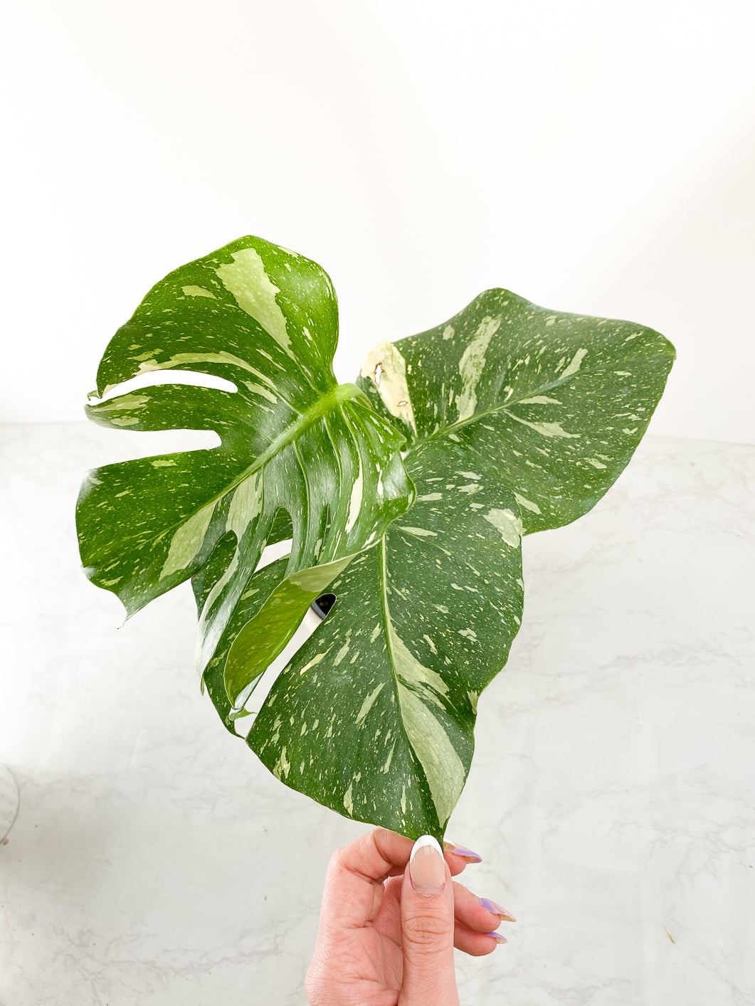 Monstera thai constellations 3 leaves Slightly Rooted