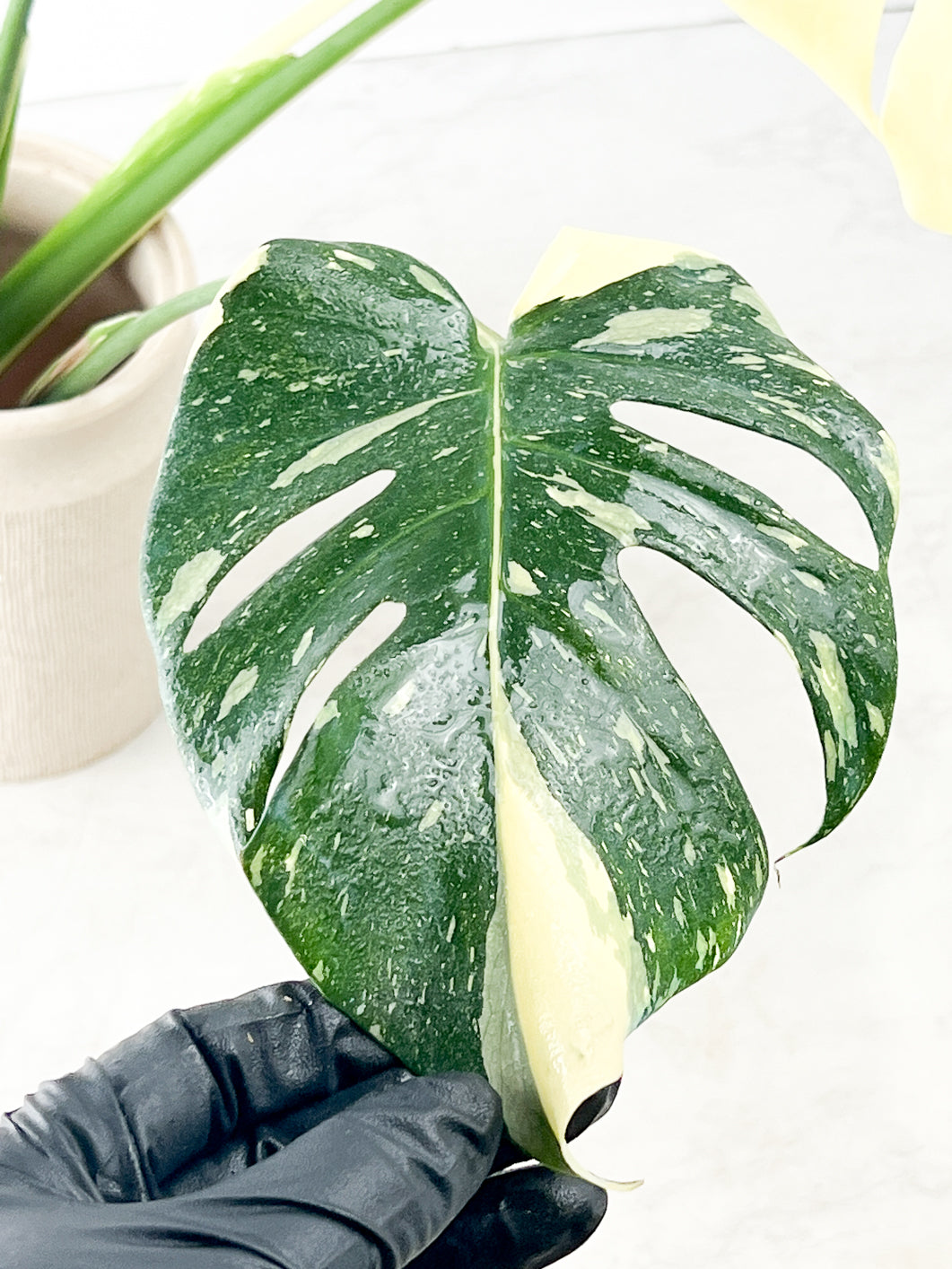 Monstera Thai constellation 4 fenestrating leaves top cutting rooting in water