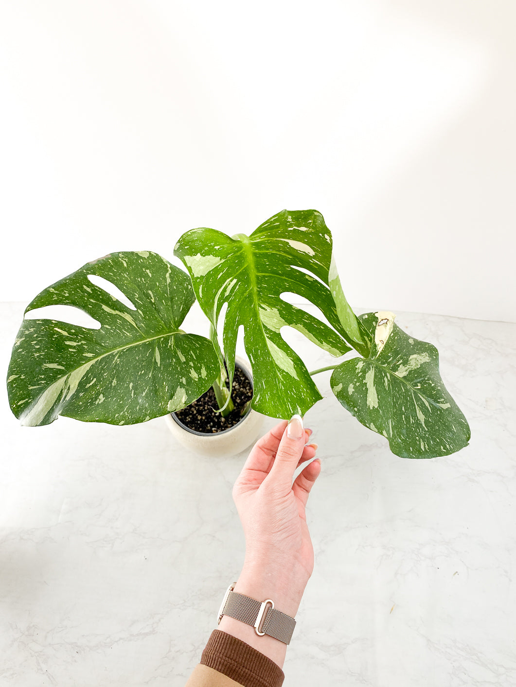 Monstera thai constellations 3 leaves Slightly Rooted