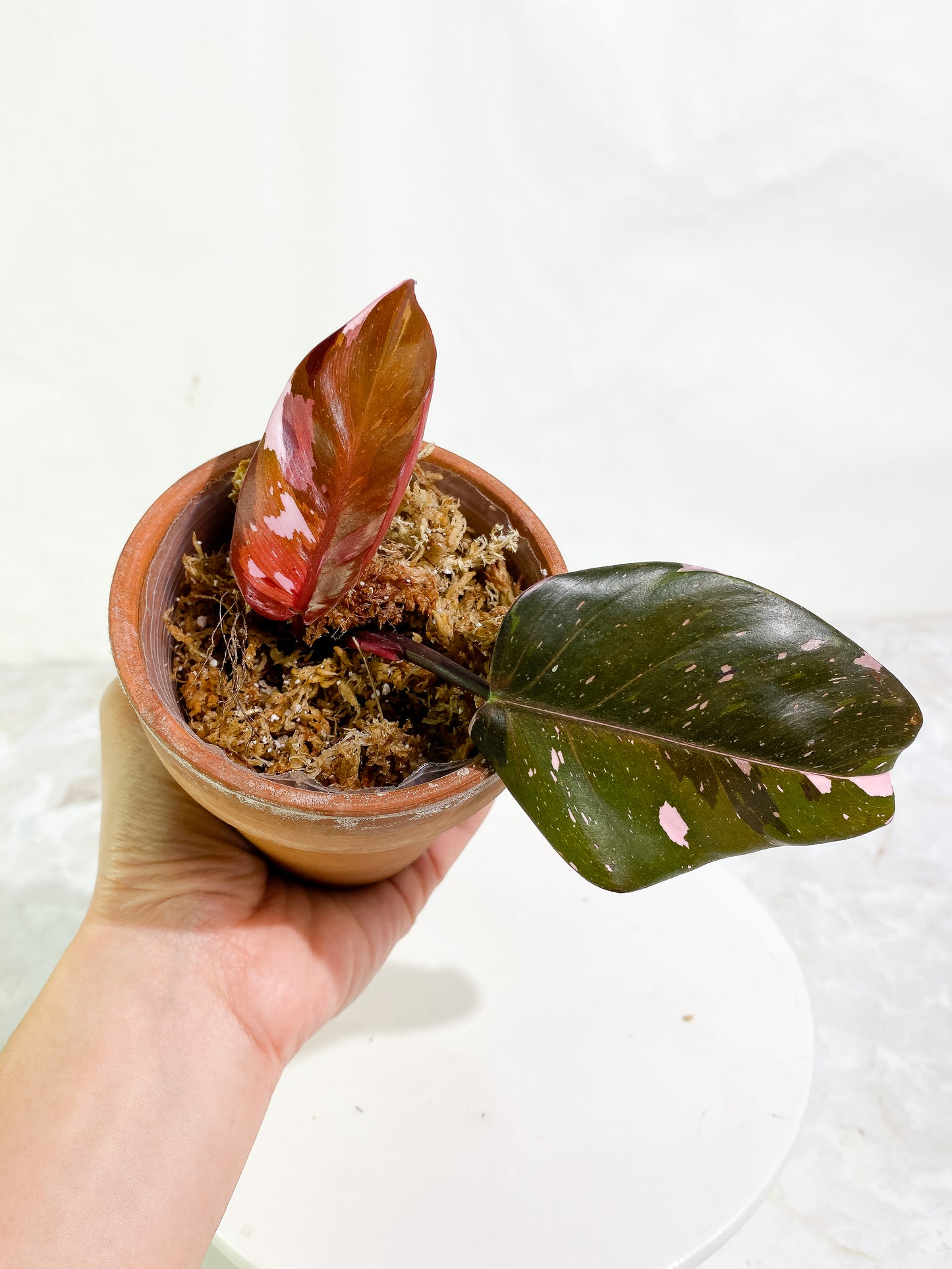 Philodendron  red anderson Slightly Rooted Top Cutting Highly Variegated
