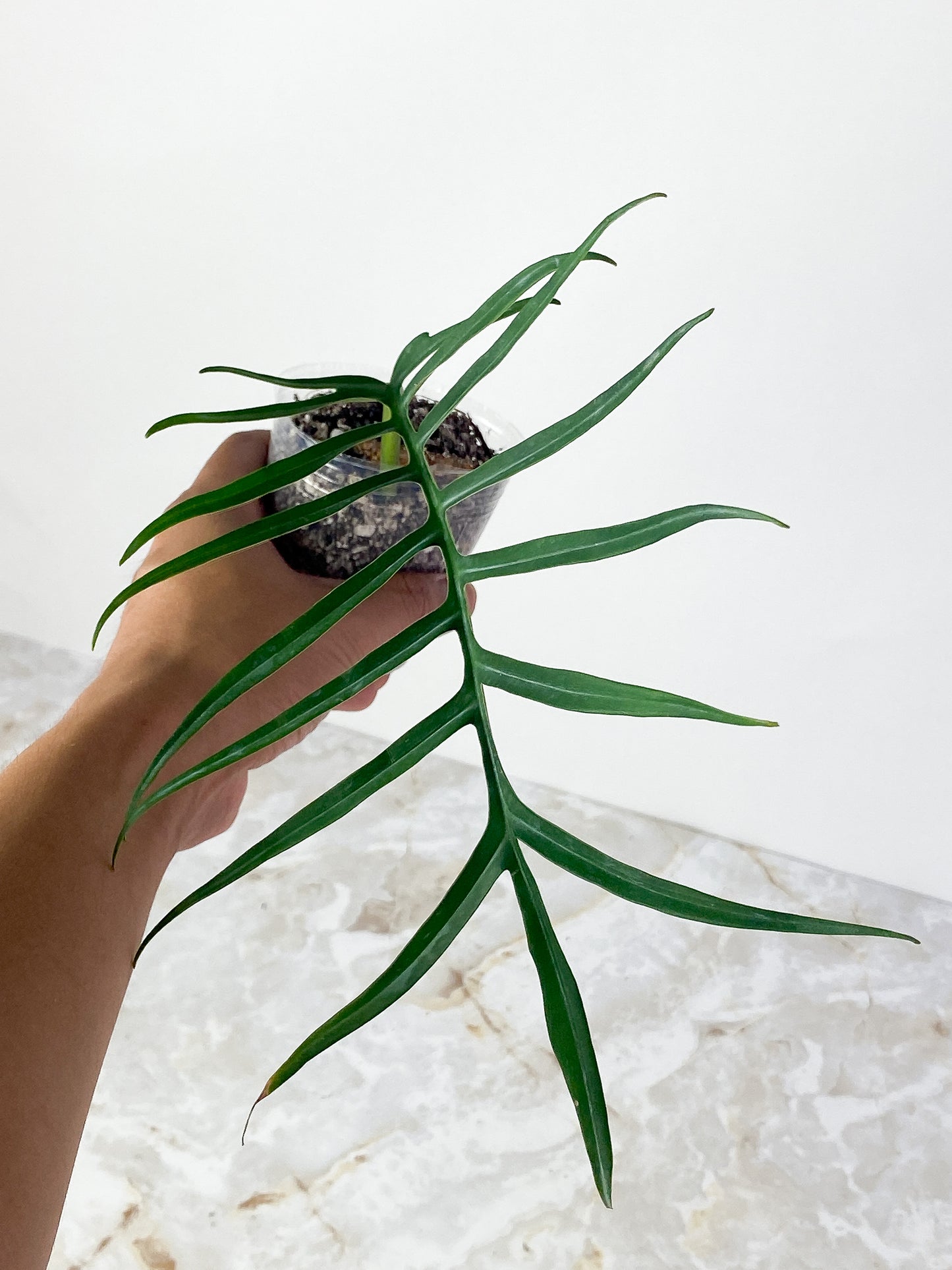 Grower Choice: Philodendron Tortum Narrow Form Rooted cutting