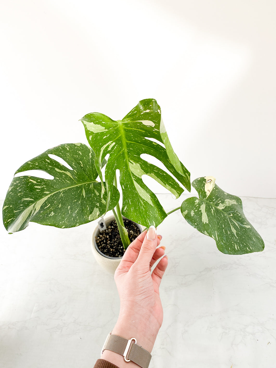 Monstera thai constellations 3 leaves Slightly Rooted