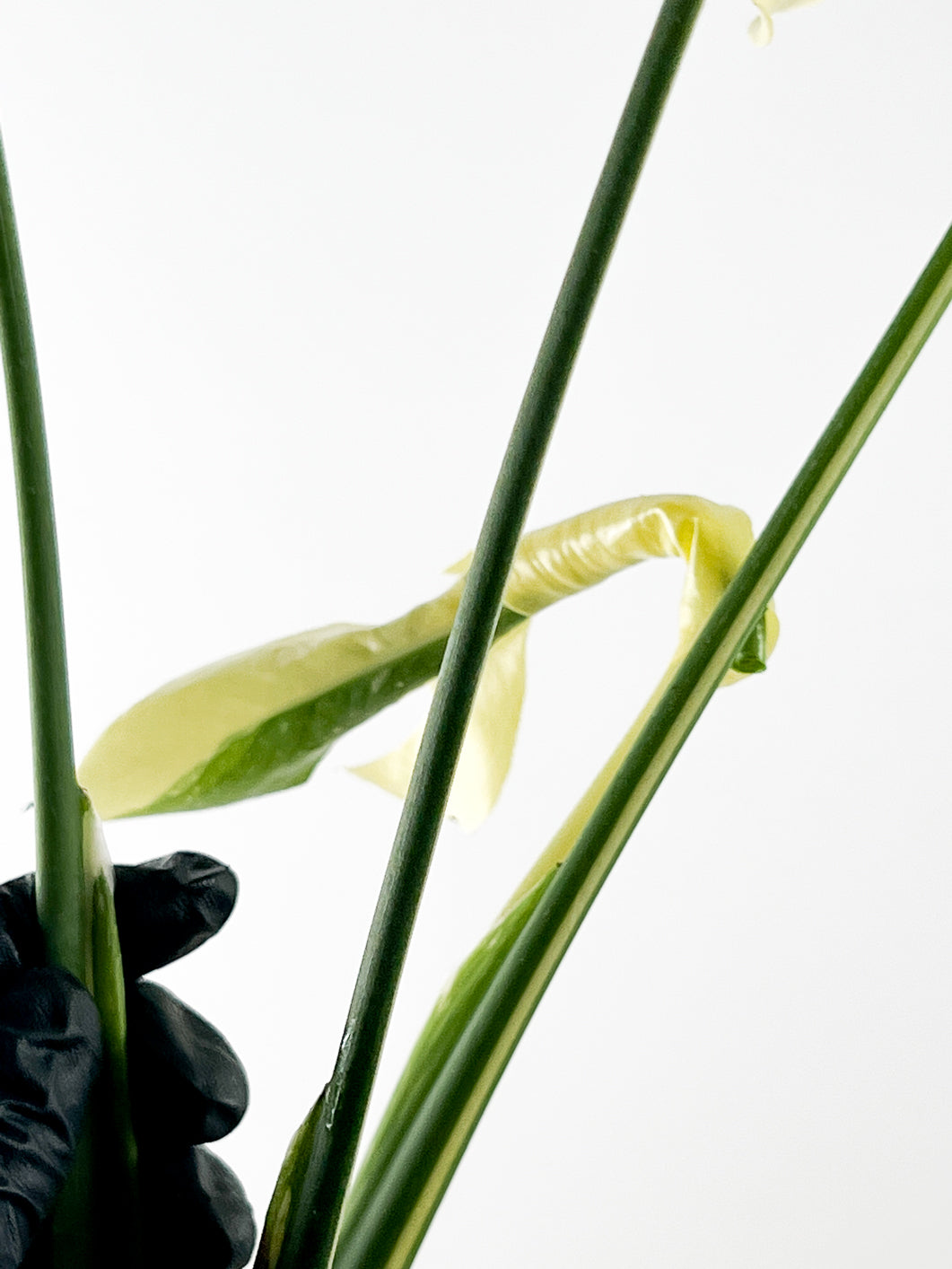 Monstera Thai constellation 4 fenestrating leaves top cutting rooting in water