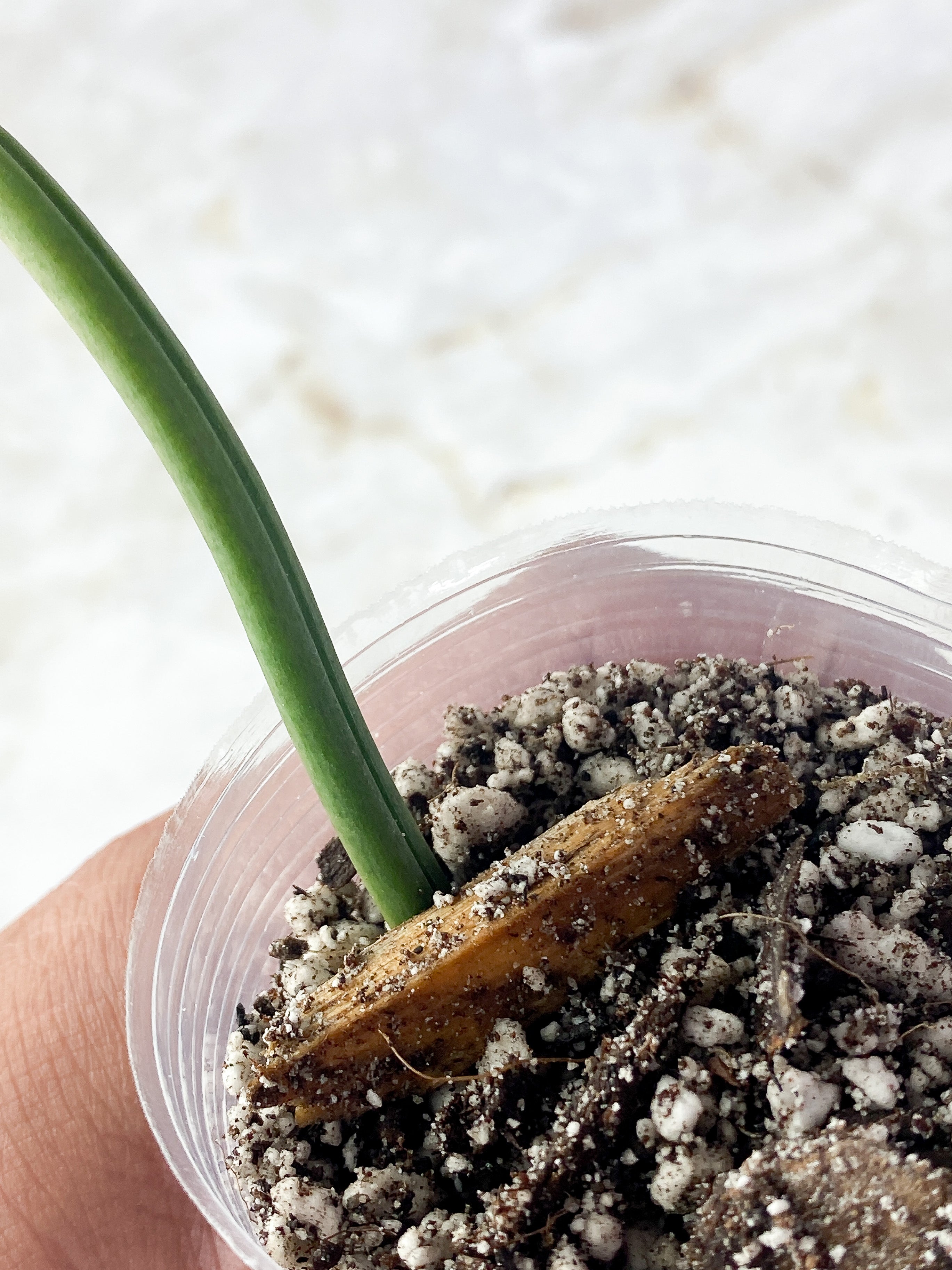 Grower Choice: Philodendron Tortum Narrow Form Rooted cutting