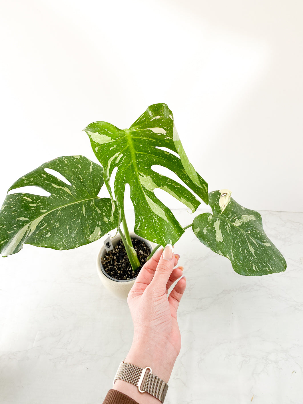 Monstera thai constellations 3 leaves Slightly Rooted