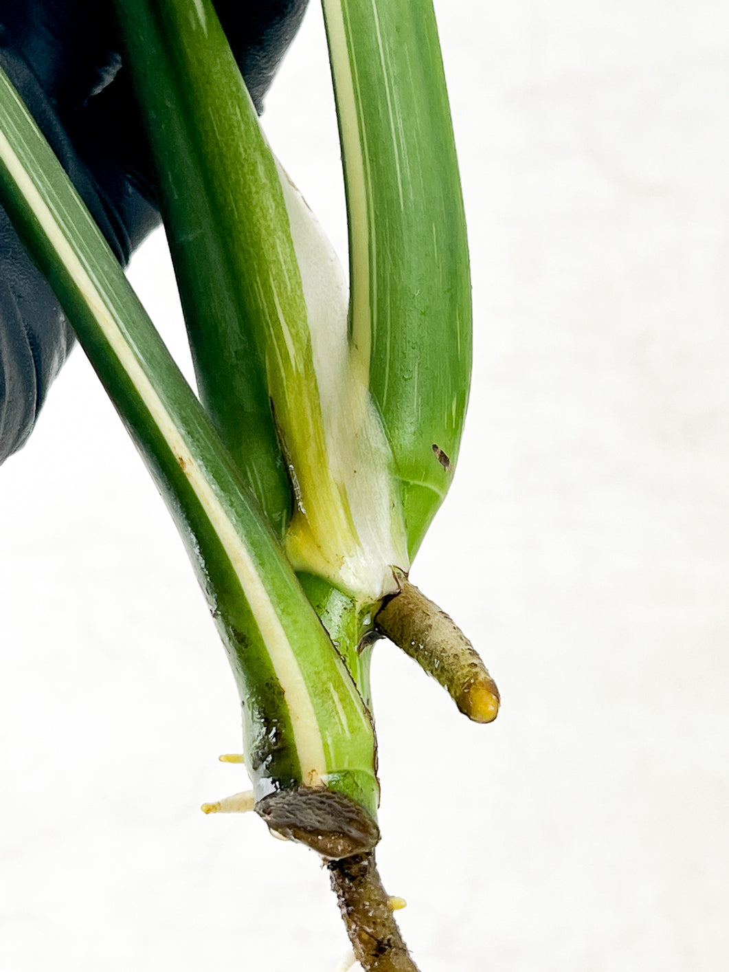 Monstera Thai constellation 4 fenestrating leaves top cutting rooting in water