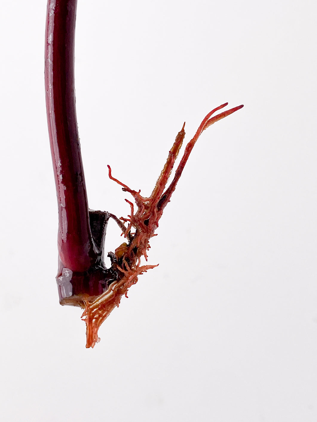 Philodendron Strawberry Shake 1 leaf