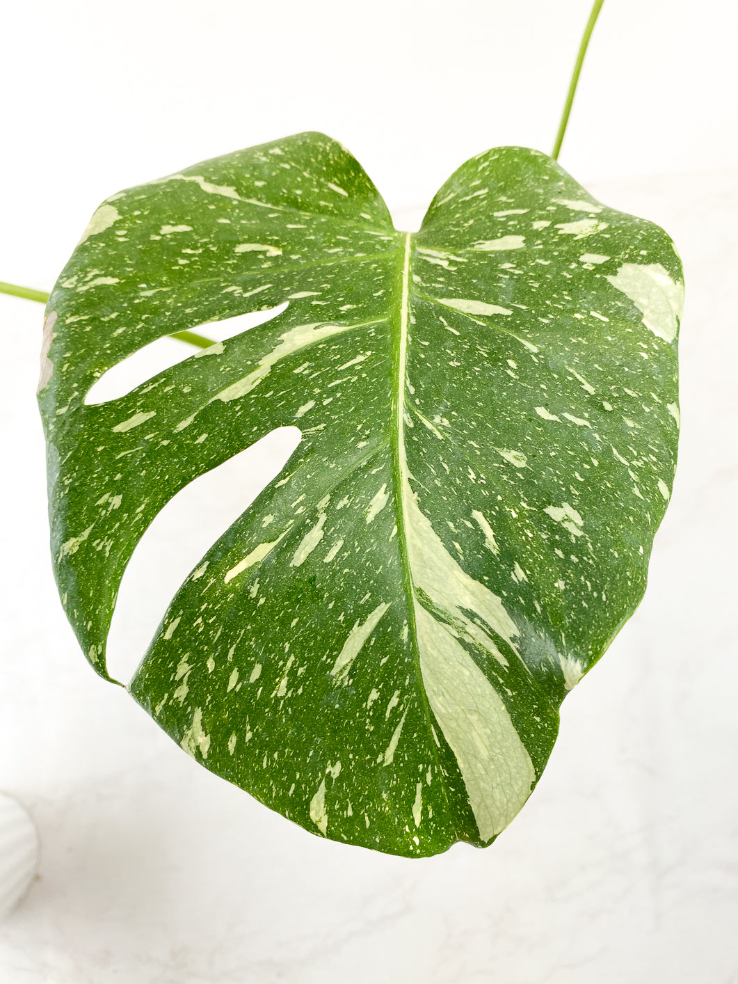 Monstera thai constellations 3 leaves Slightly Rooted