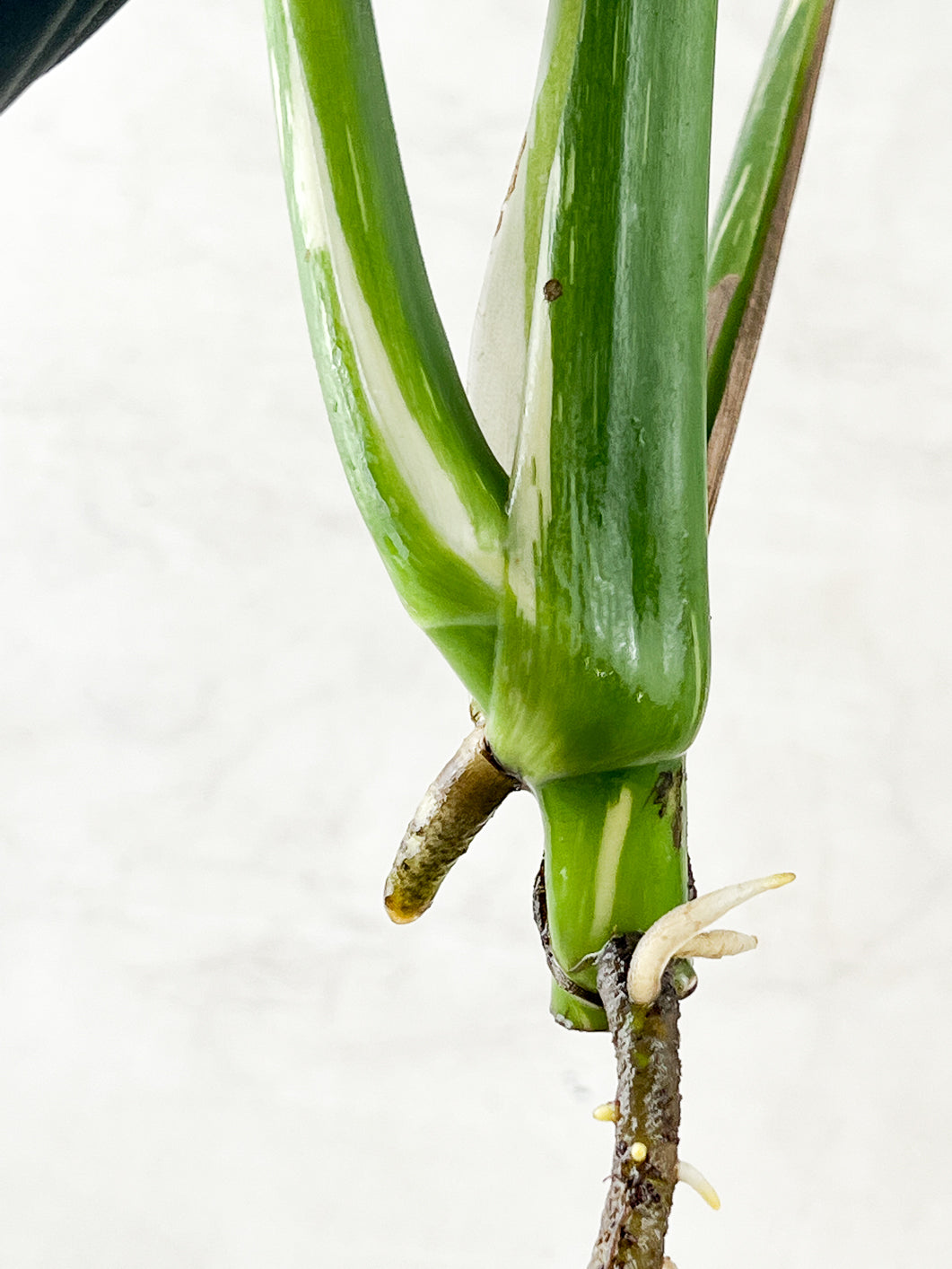 Monstera Thai constellation 4 fenestrating leaves top cutting rooting in water