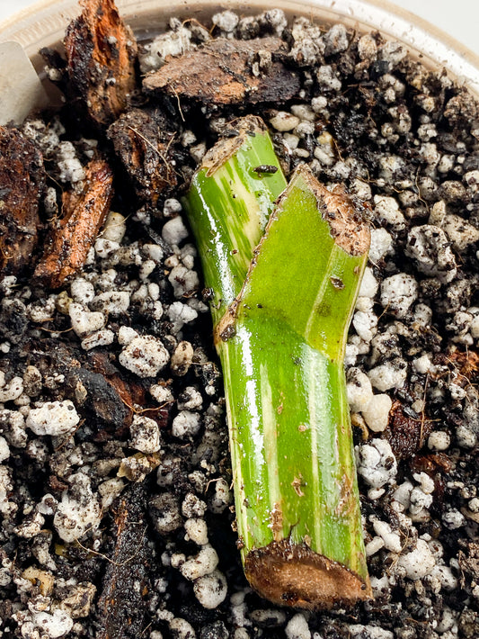 Monstera albo variegata Slightly Rooted node 1 growing bud