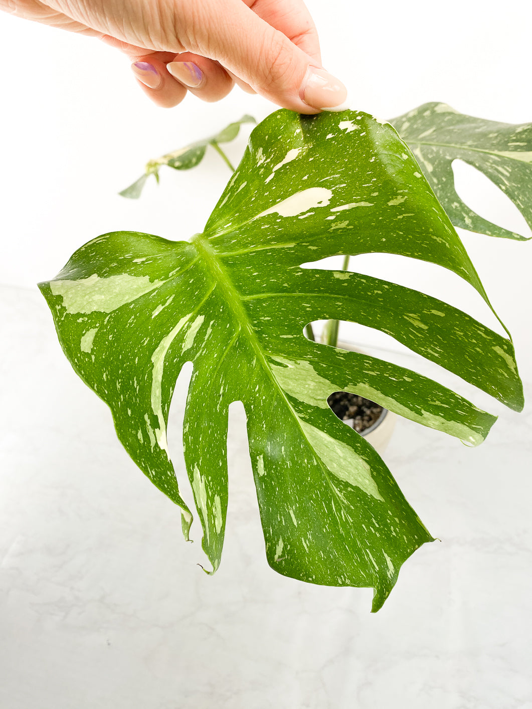 Monstera thai constellations 3 leaves Slightly Rooted