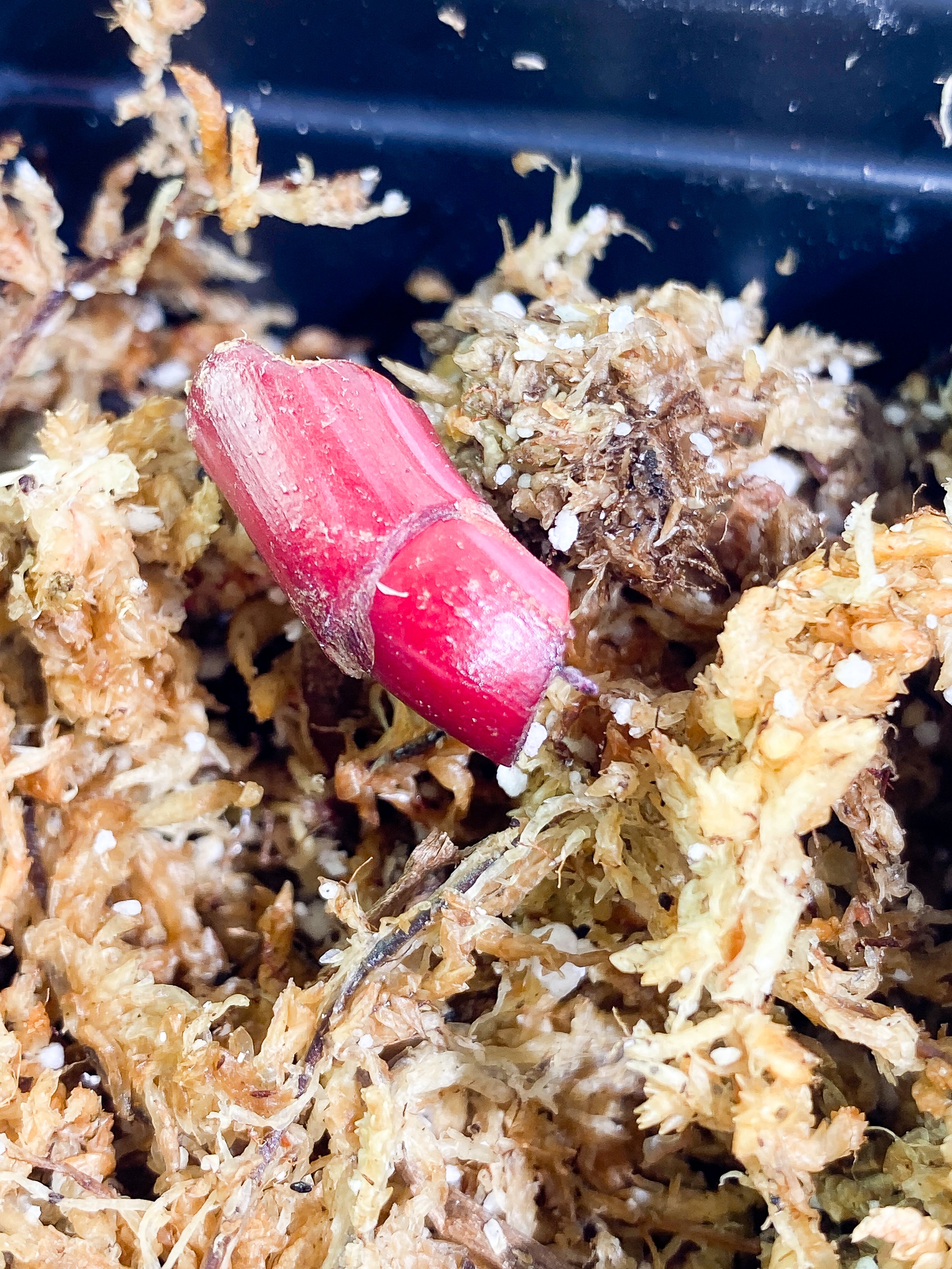 Philodendron  red anderson Rooted node