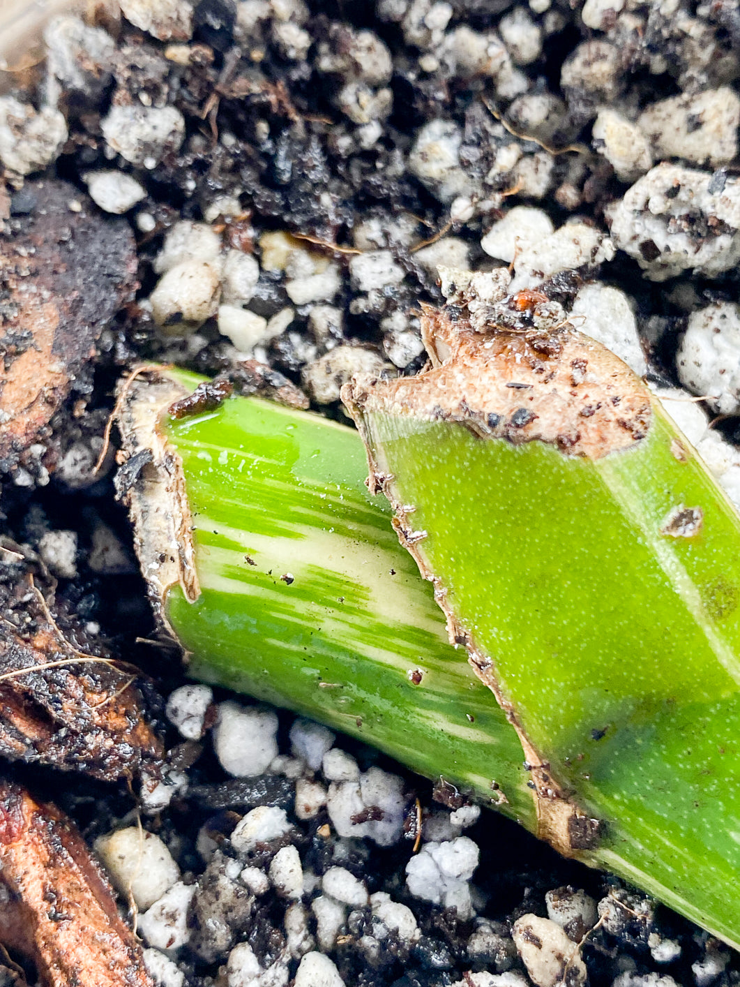 Monstera albo variegata Slightly Rooted node 1 growing bud