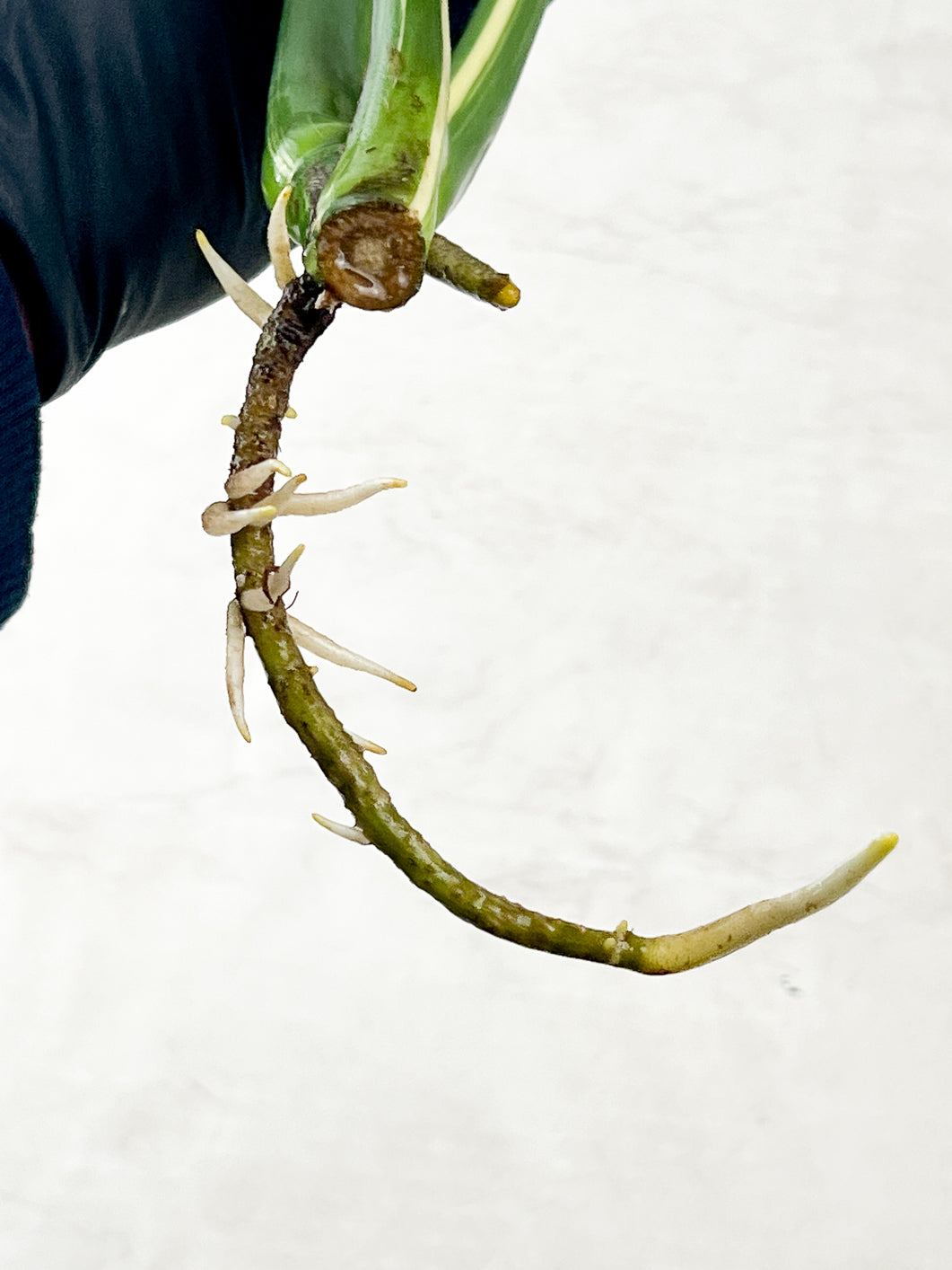 Monstera Thai constellation 4 fenestrating leaves top cutting rooting in water