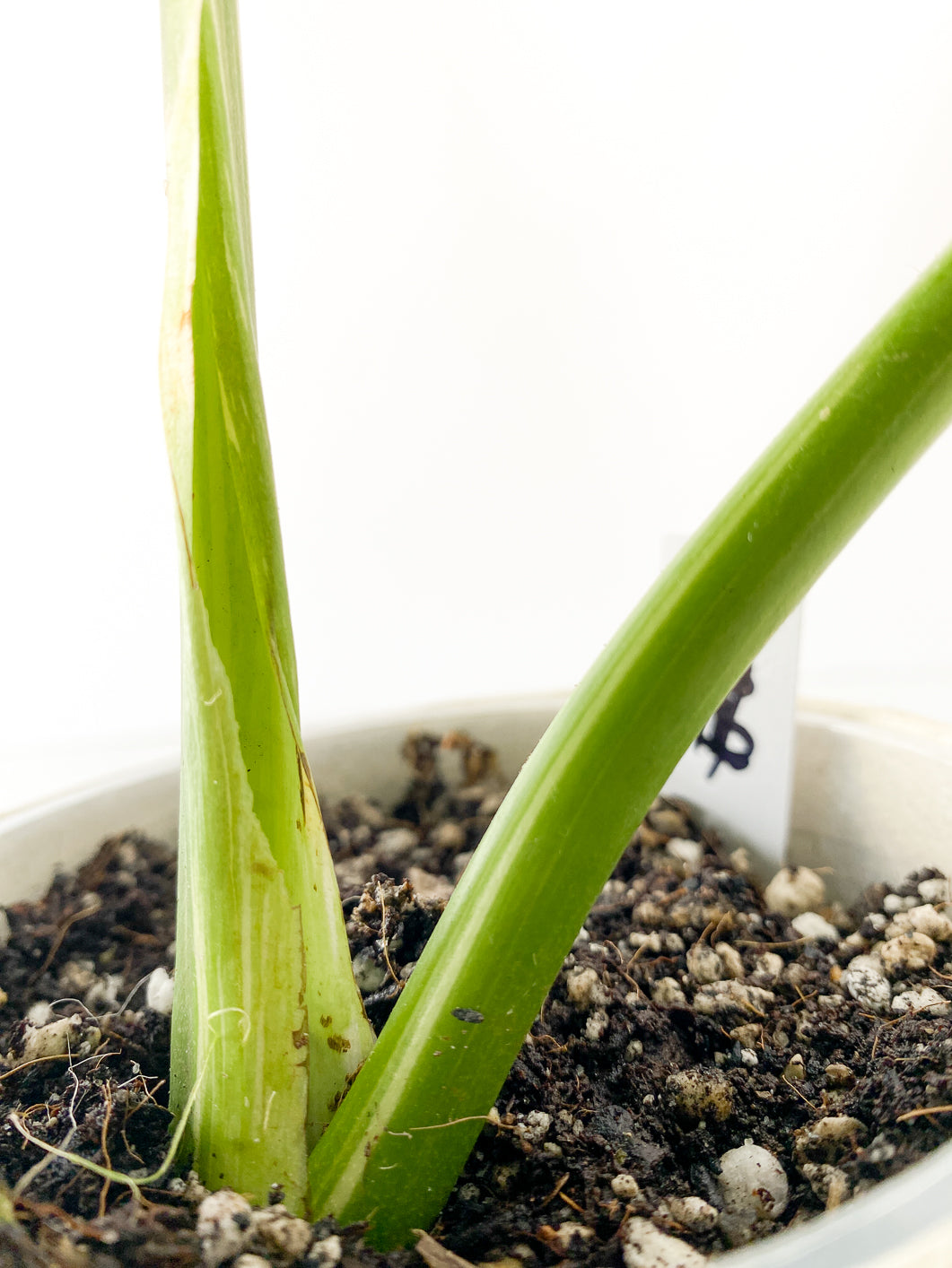 Monstera thai constellations 3 leaves Slightly Rooted