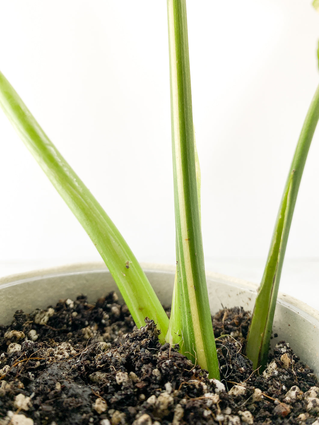 Monstera thai constellations 3 leaves Slightly Rooted