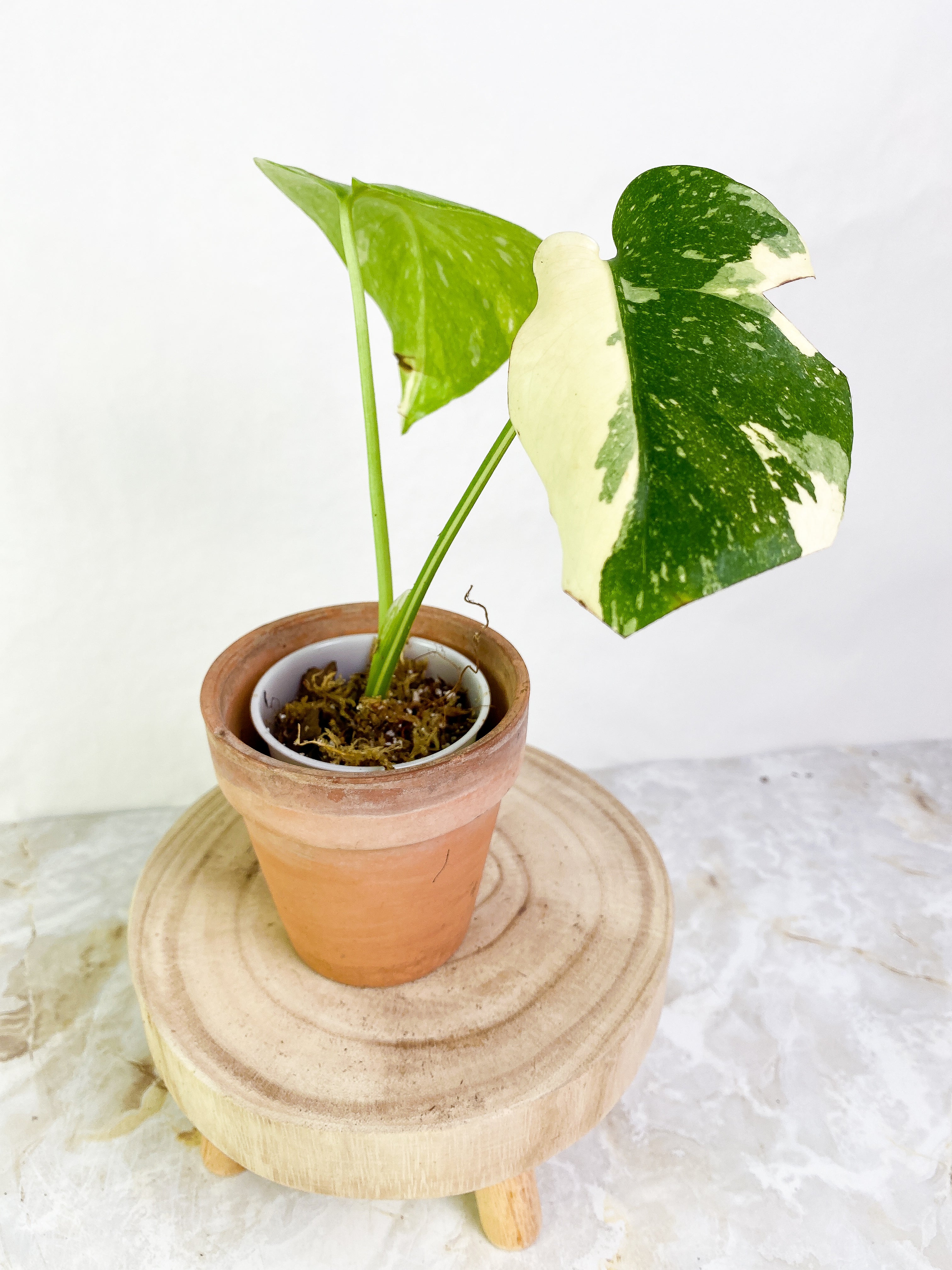 Monstera Thai Constellation  2 leaves rooted Highly Variegated