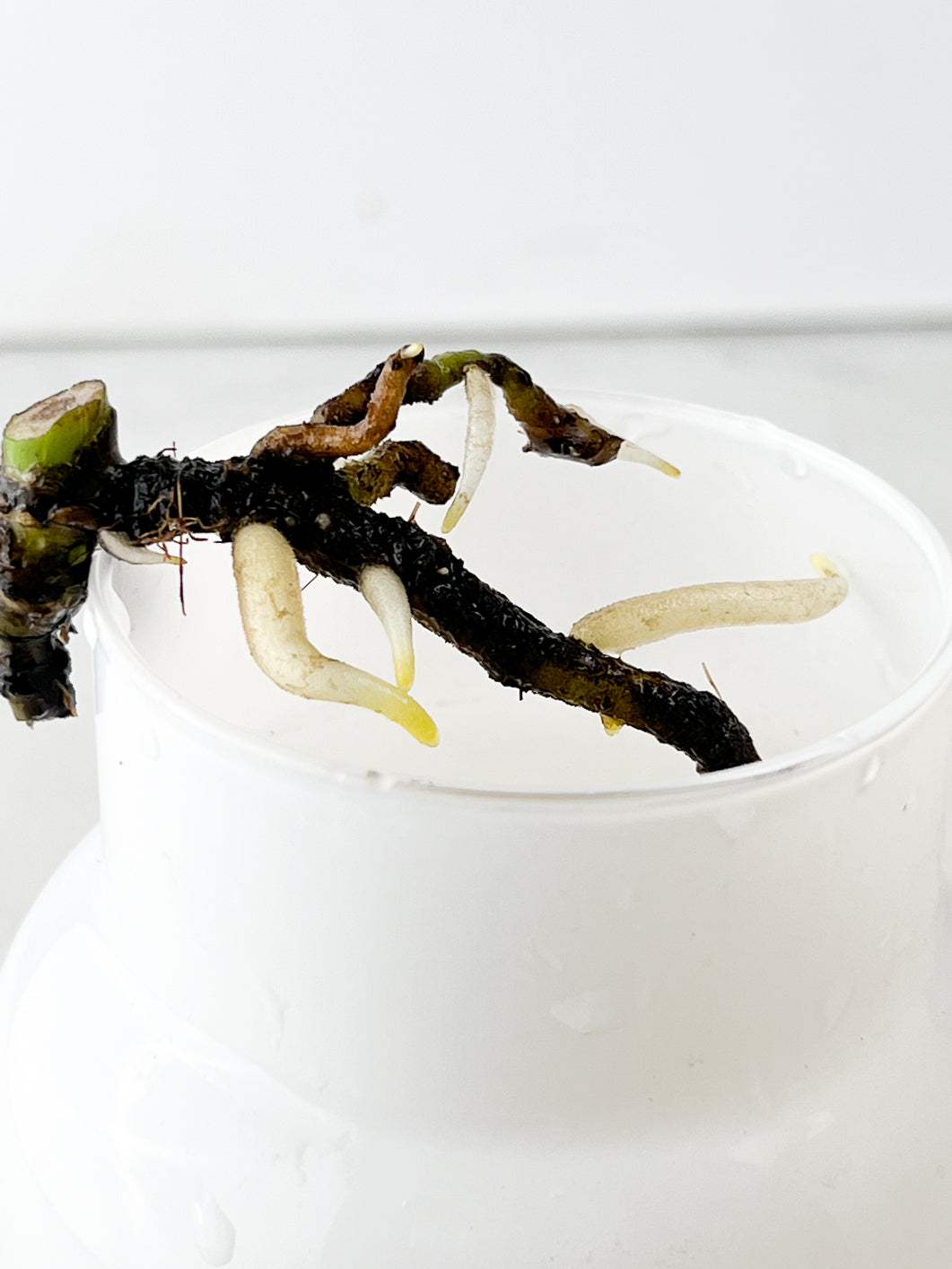 Monstera Thai constellation rooting node