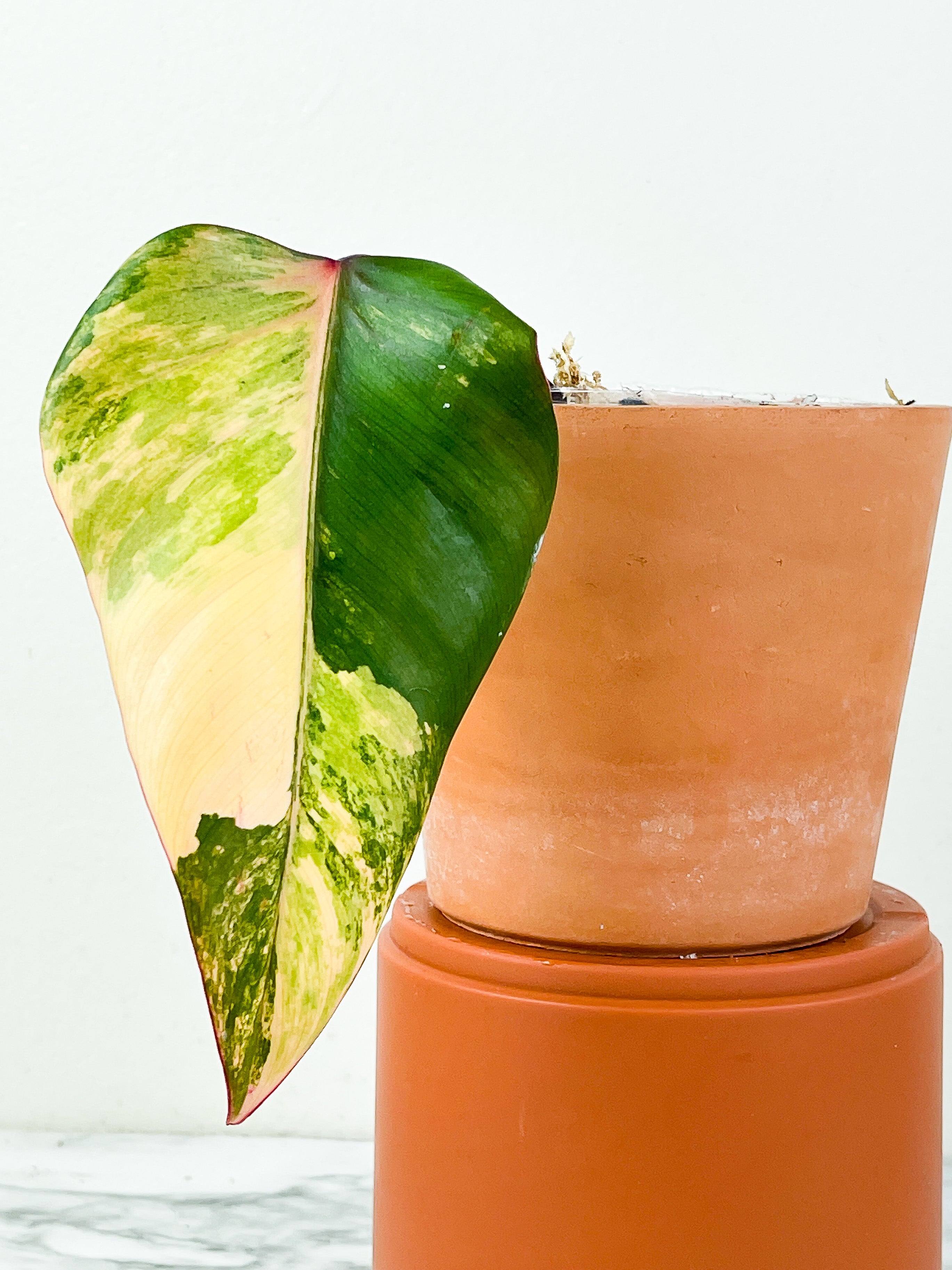 Private sale: Philodendron Strawberry Shake