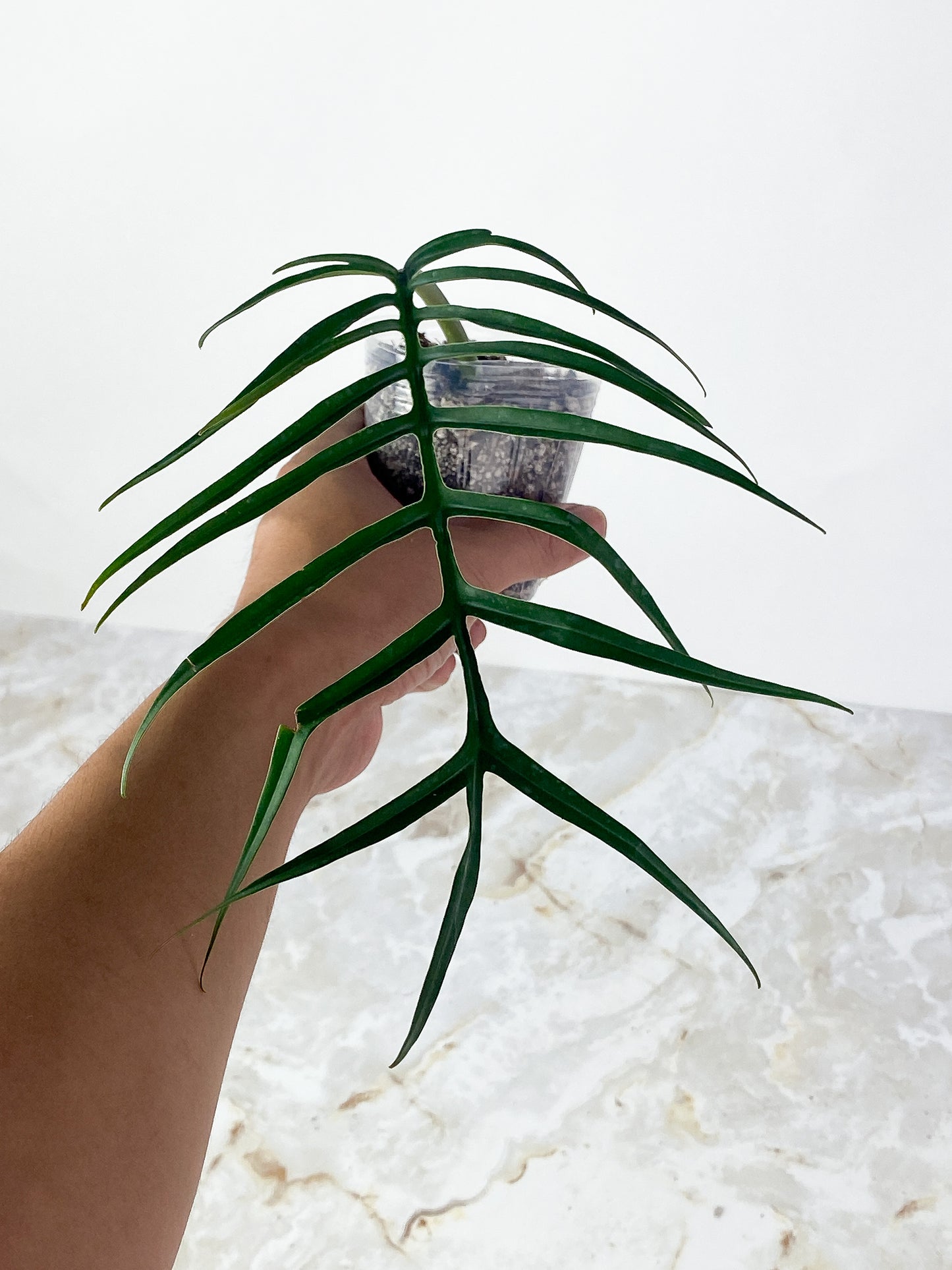 Grower Choice: Philodendron Tortum Narrow Form Rooted cutting