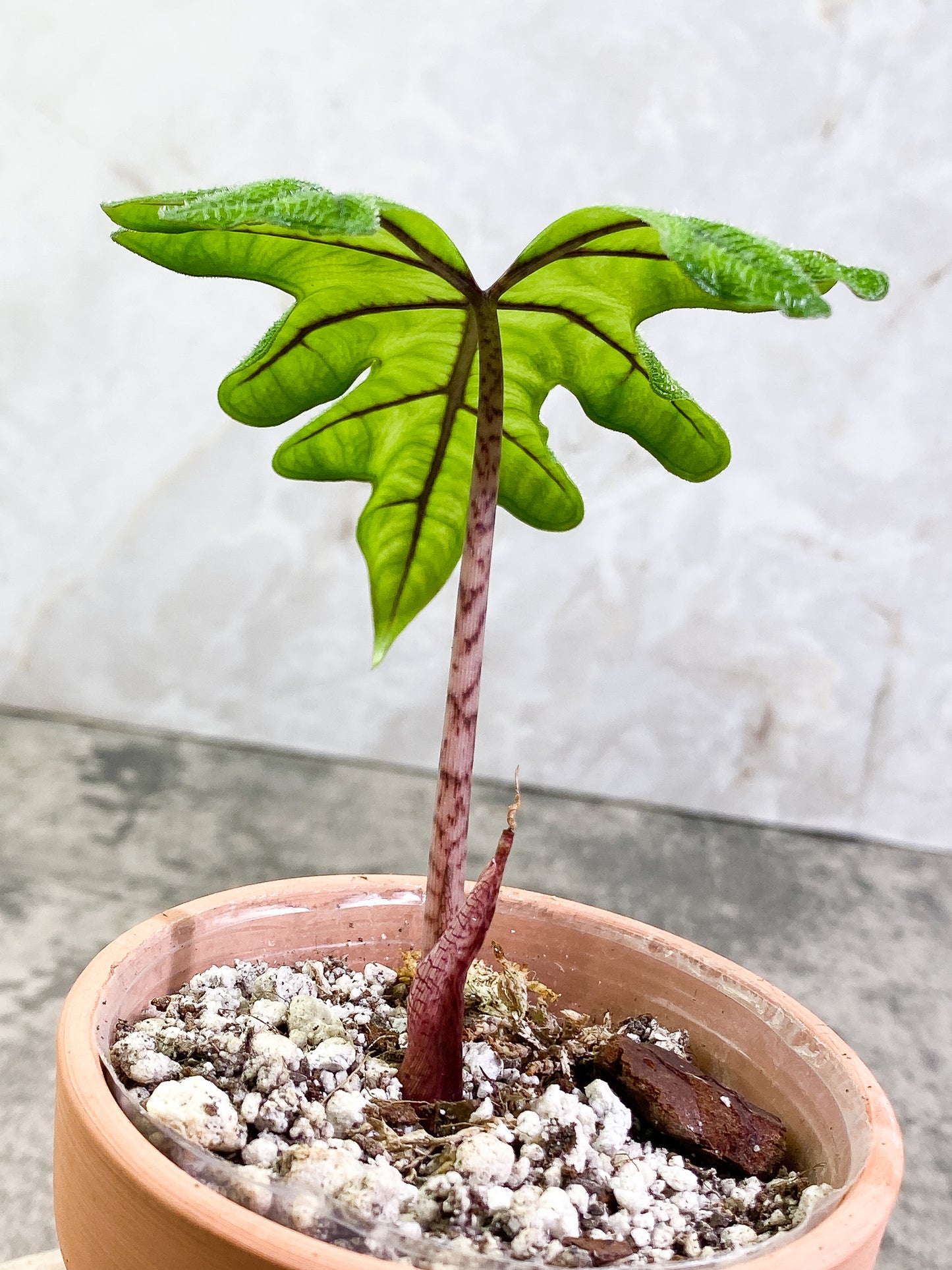 Alocasia Jacklyn Rooted 1 leaf 1 sprout