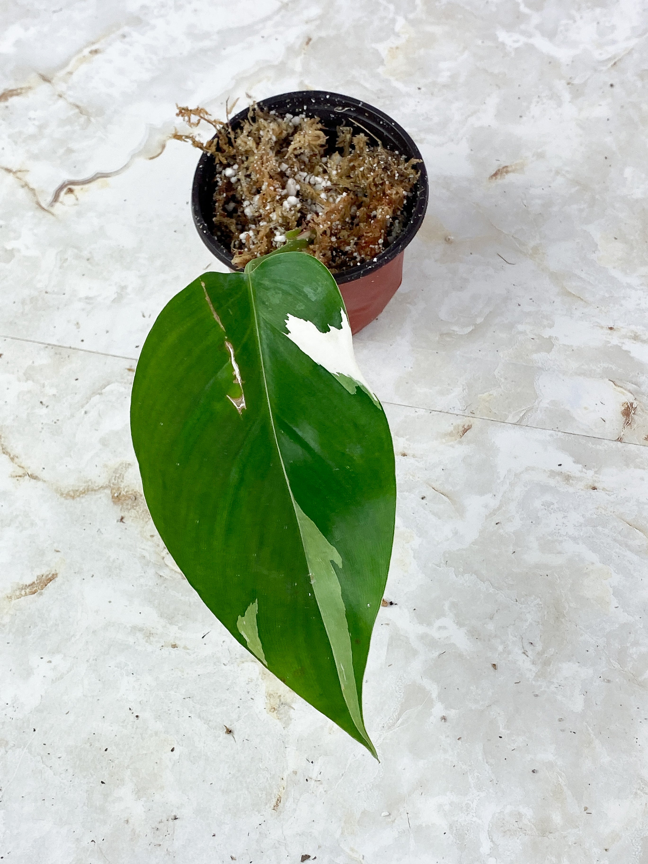 Philodendron White Princess Rooted