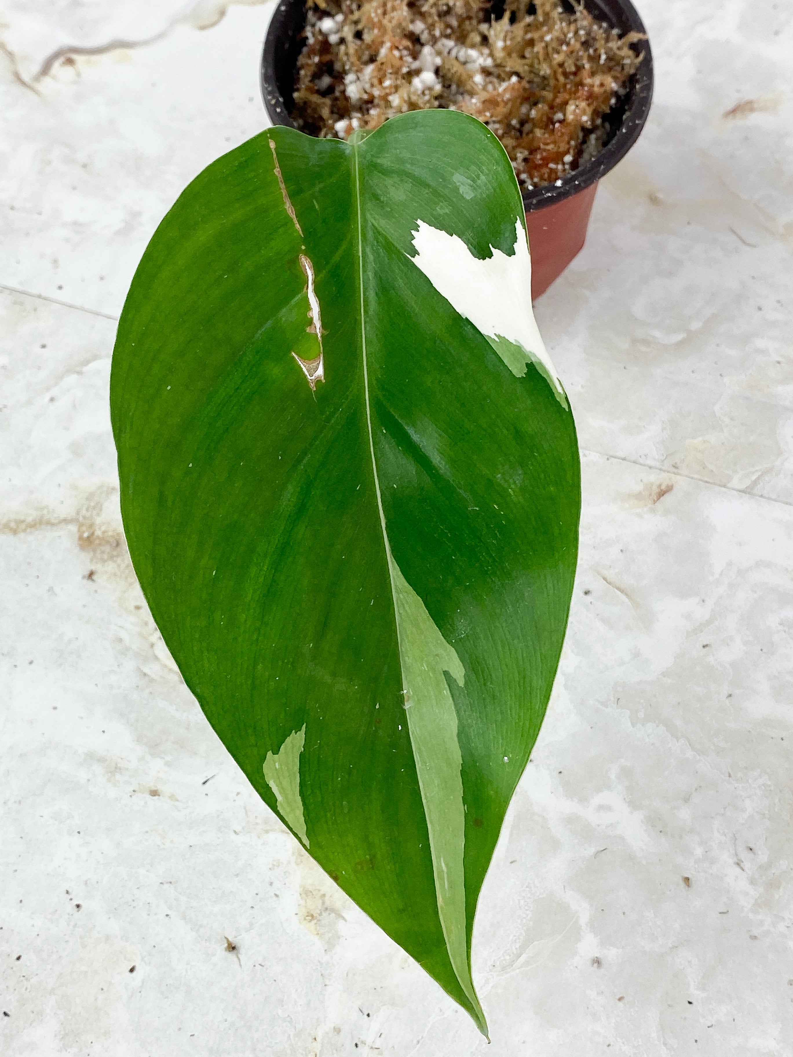 Philodendron White Princess Rooted