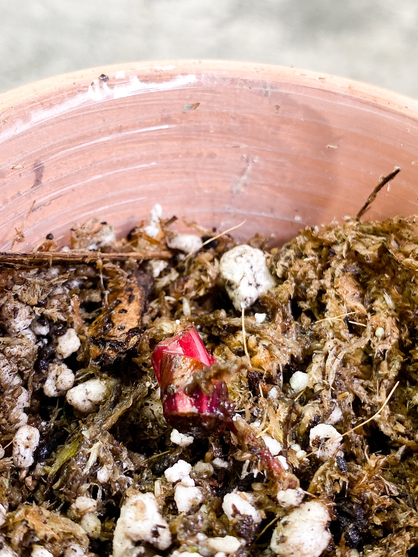Philodendron red Anderson Rooted node