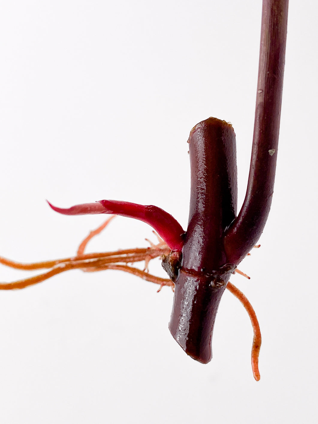 Philodendron Strawberry Shake node 1 sprout