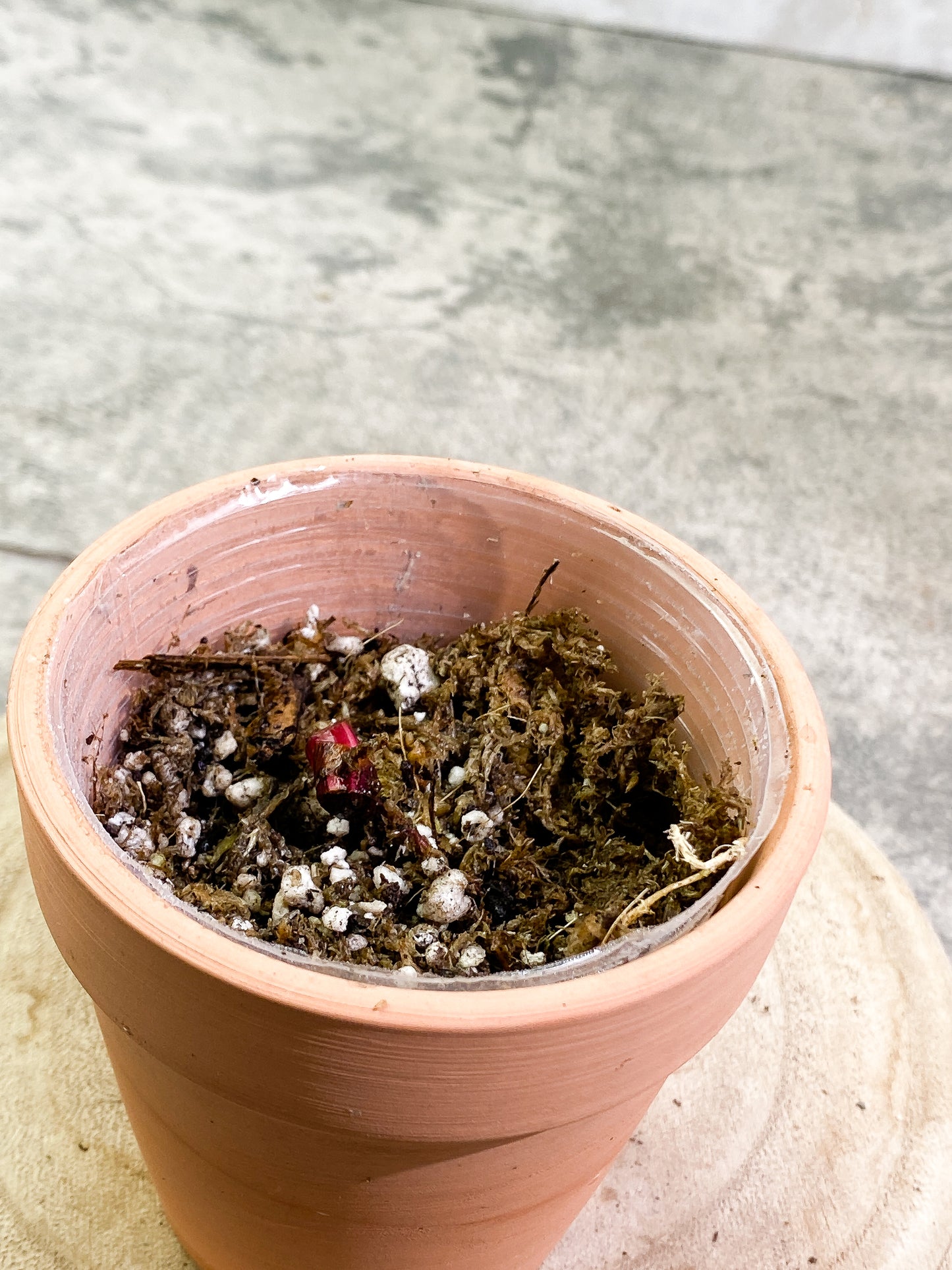 Philodendron red Anderson Rooted node
