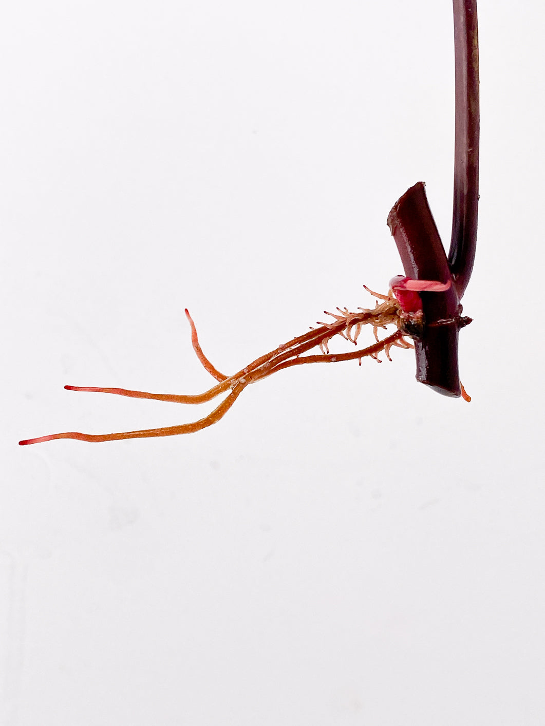 Philodendron Strawberry Shake node 1 sprout