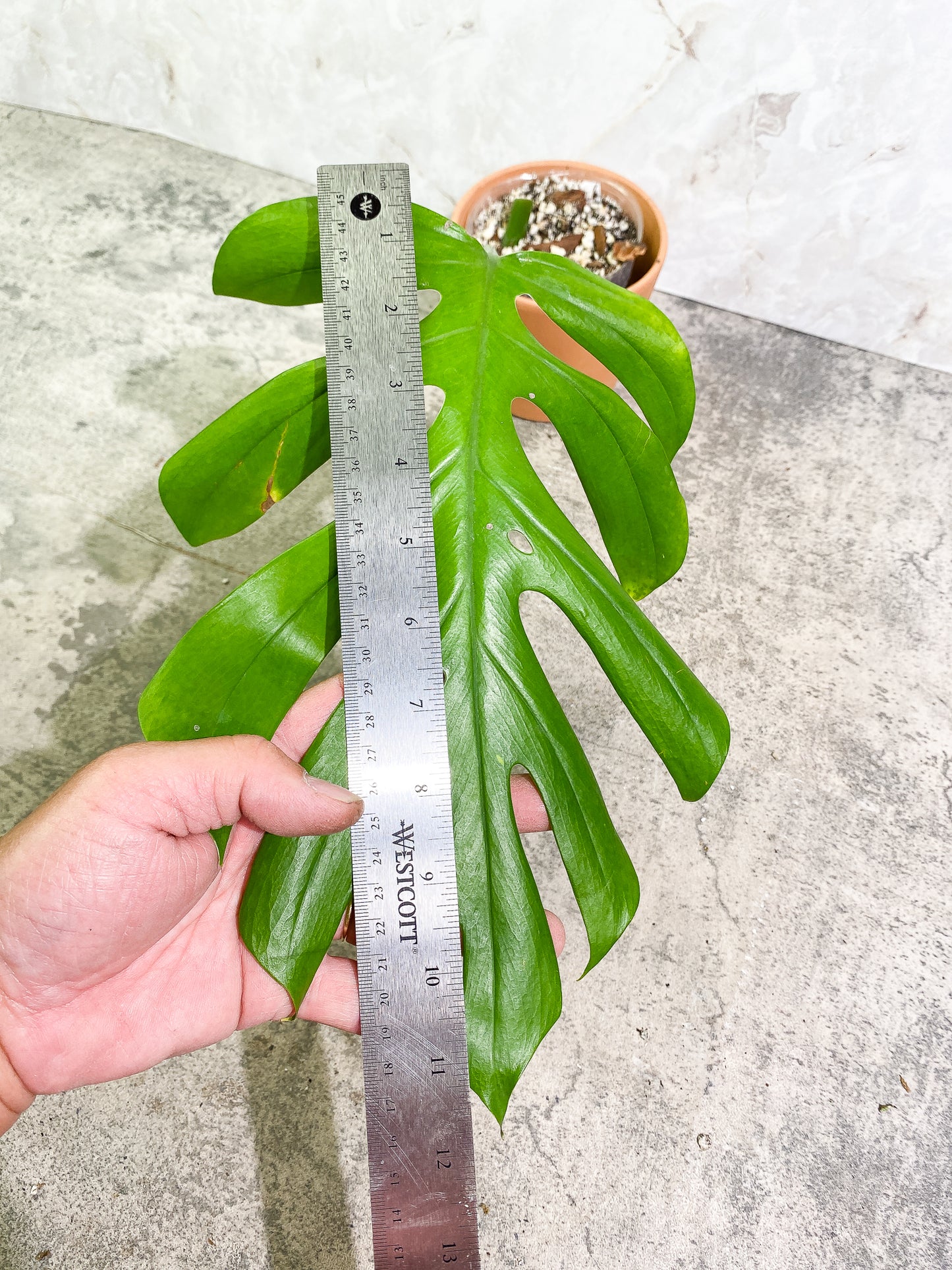 Rhaphidophora Sp "Flame" 1 leaf slightly rooted