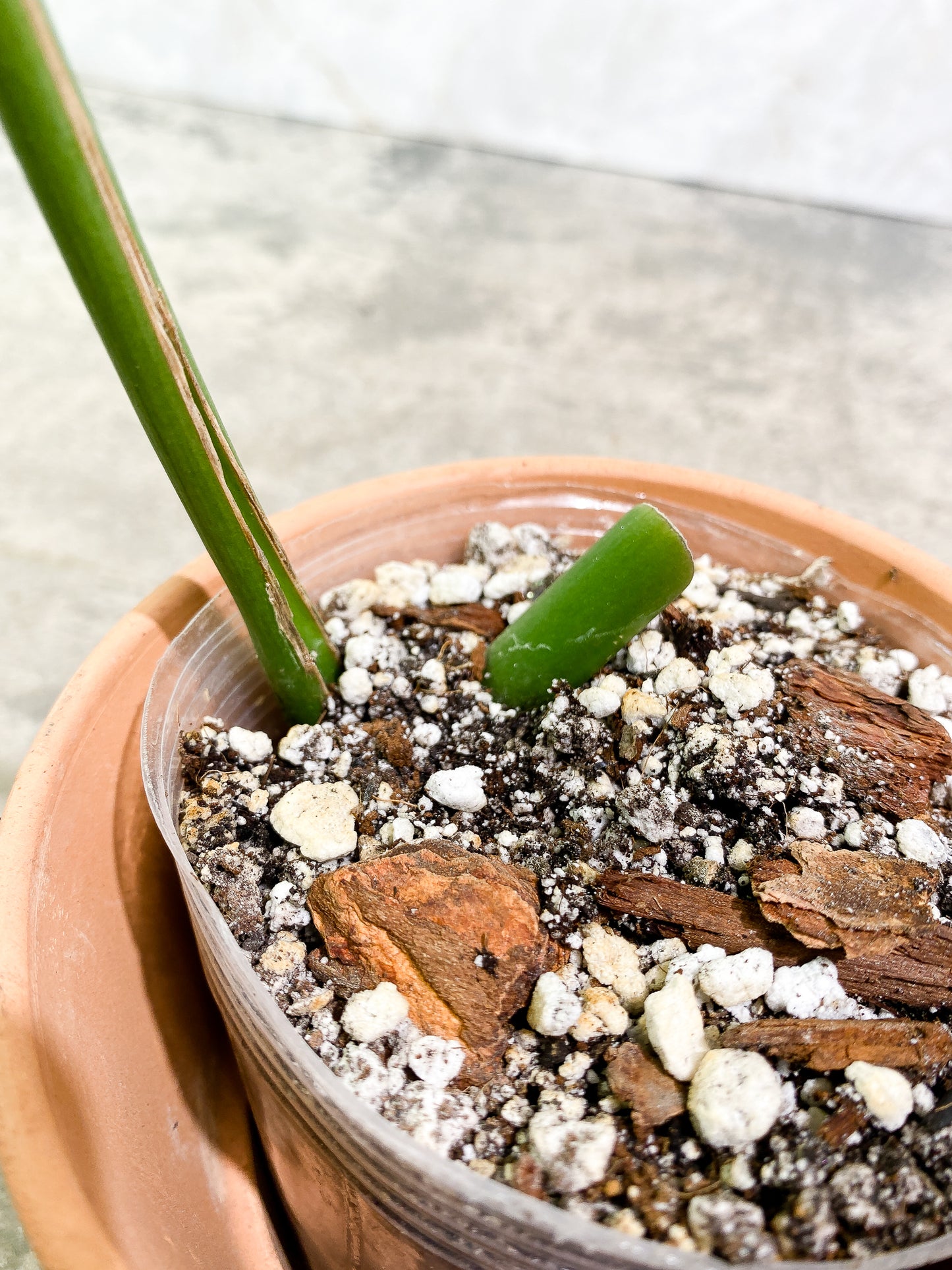 Rhaphidophora Sp "Flame" 1 leaf slightly rooted
