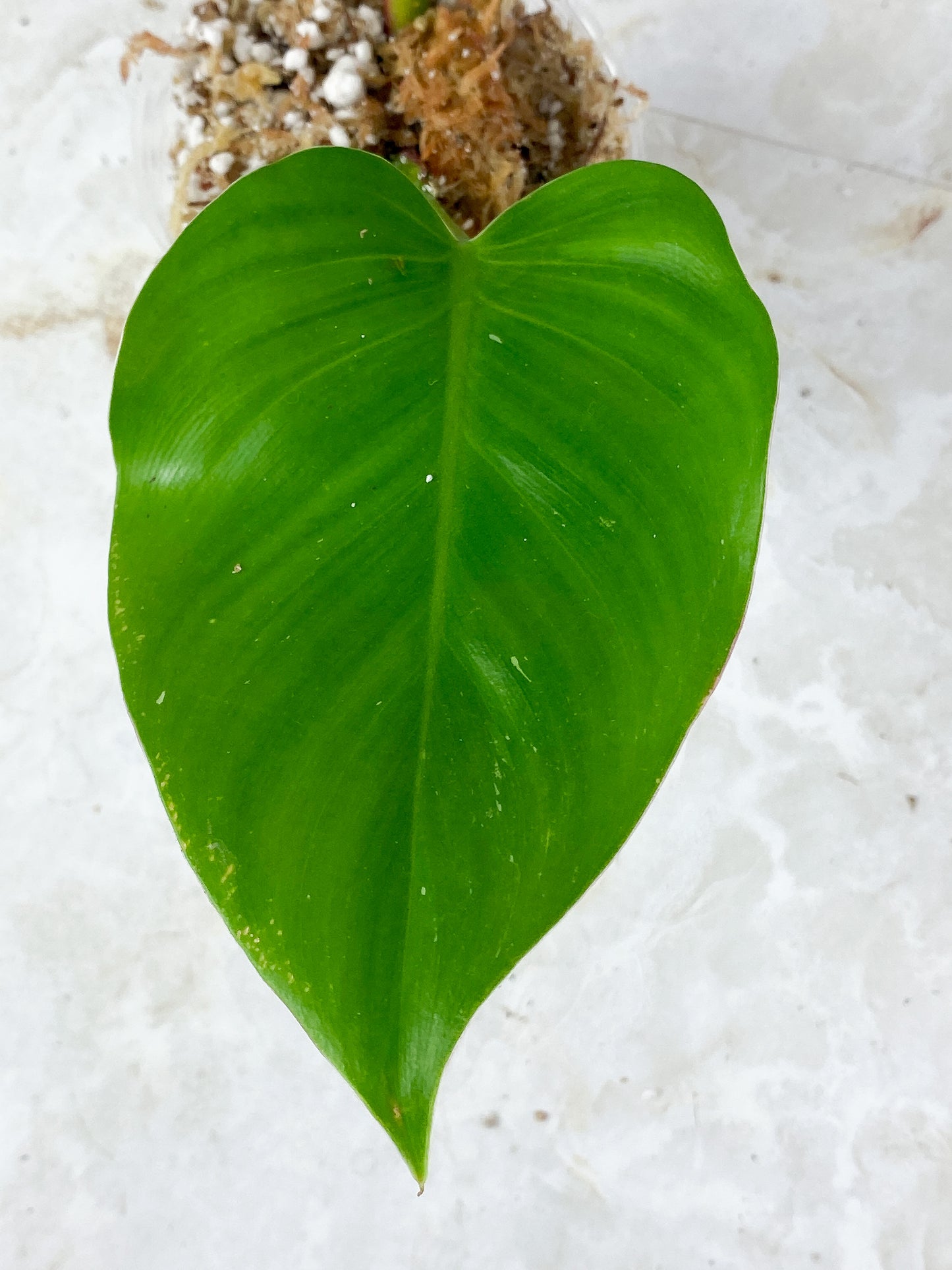 Philodendron White Princess Rooting 3 leaves
