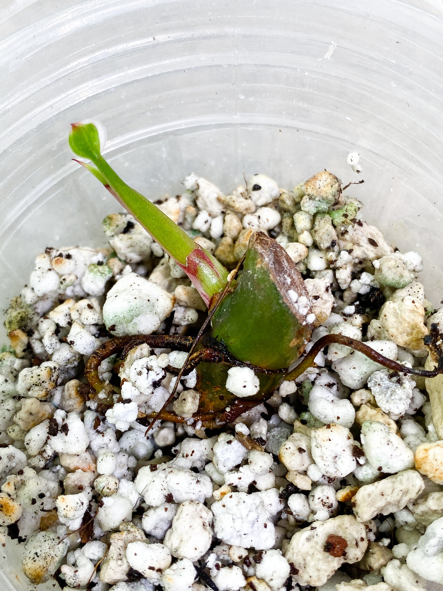 Philodendron White Princess tricolor sprout rooting
