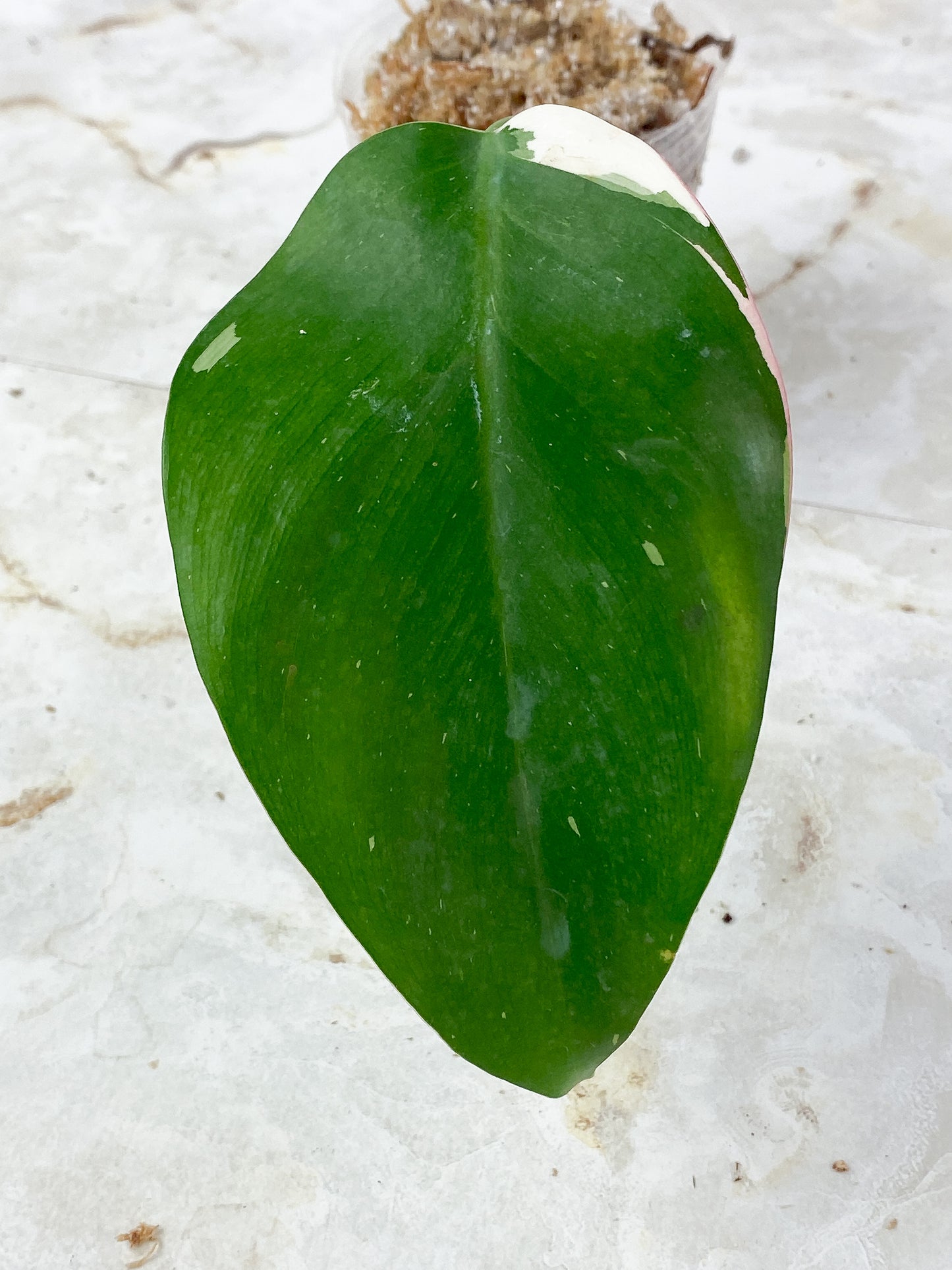 Philodendron White Princess Tricolor Slightly Rooted