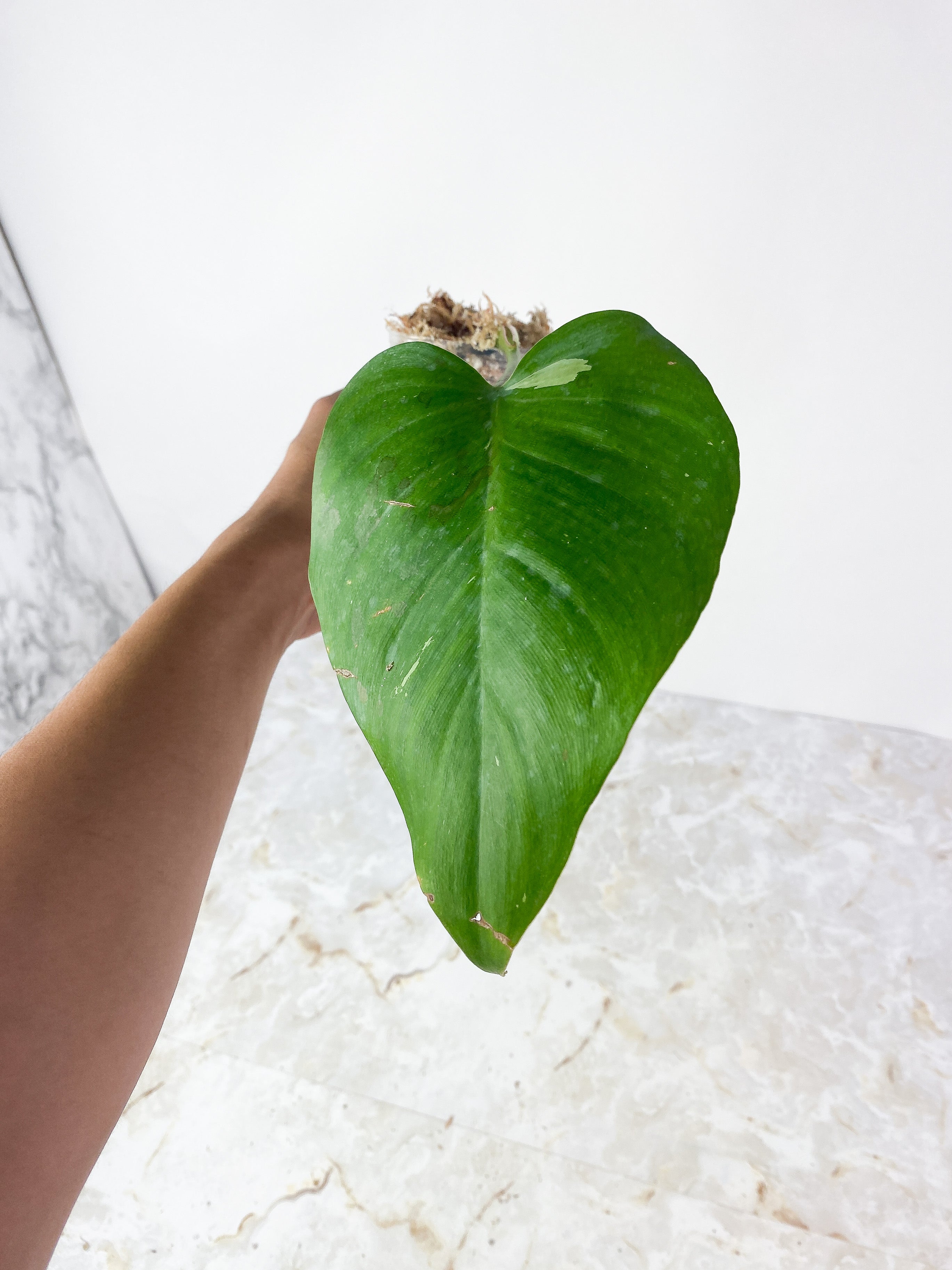 Philodendron White Princess Rooted cutting