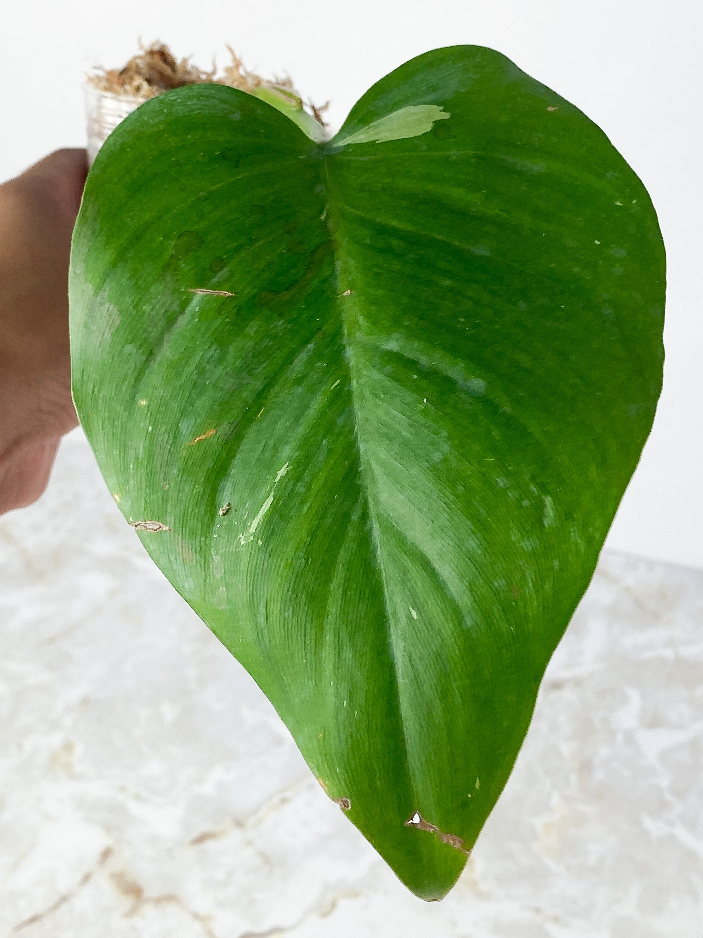 Philodendron White Princess Rooted cutting