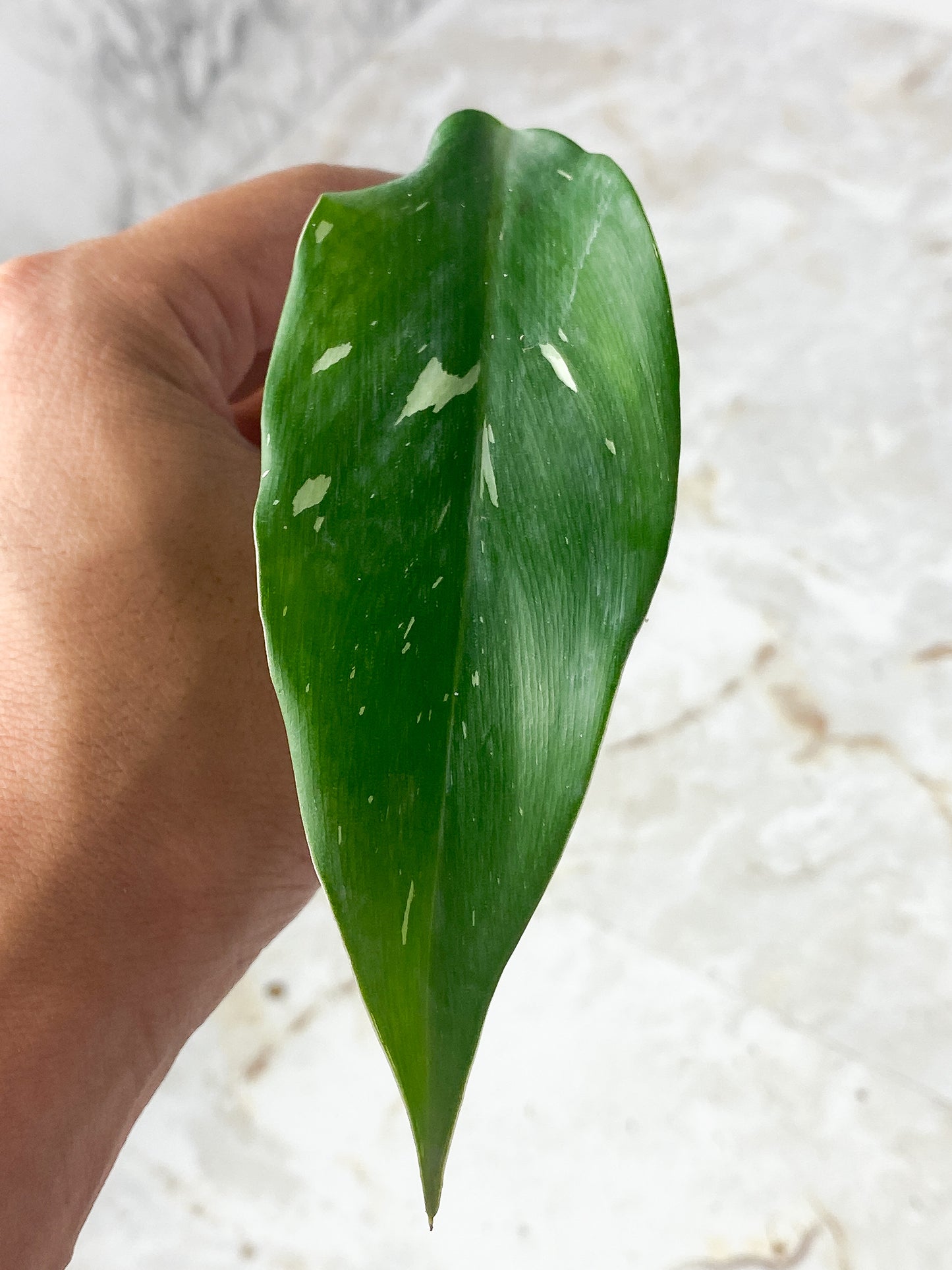 Philodendron White Princess UnRooted cutting