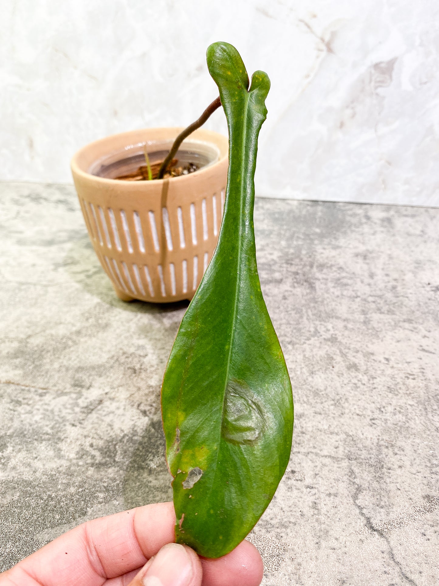 Philodendron Joepii 1 leaf 1 sprout rooted