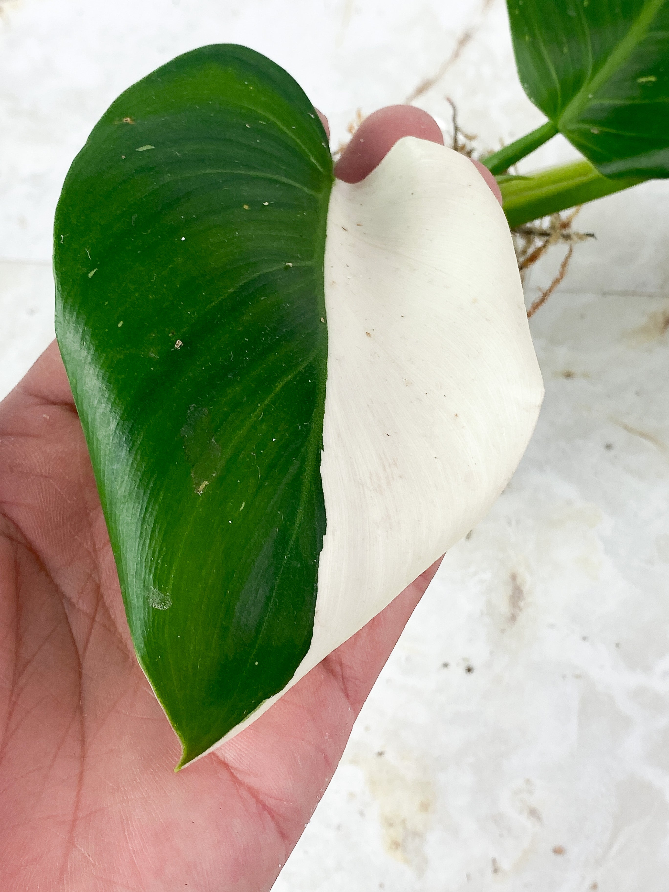 Philodendron White Wizard Slightly Rooted 3 leaves, 1 sprout