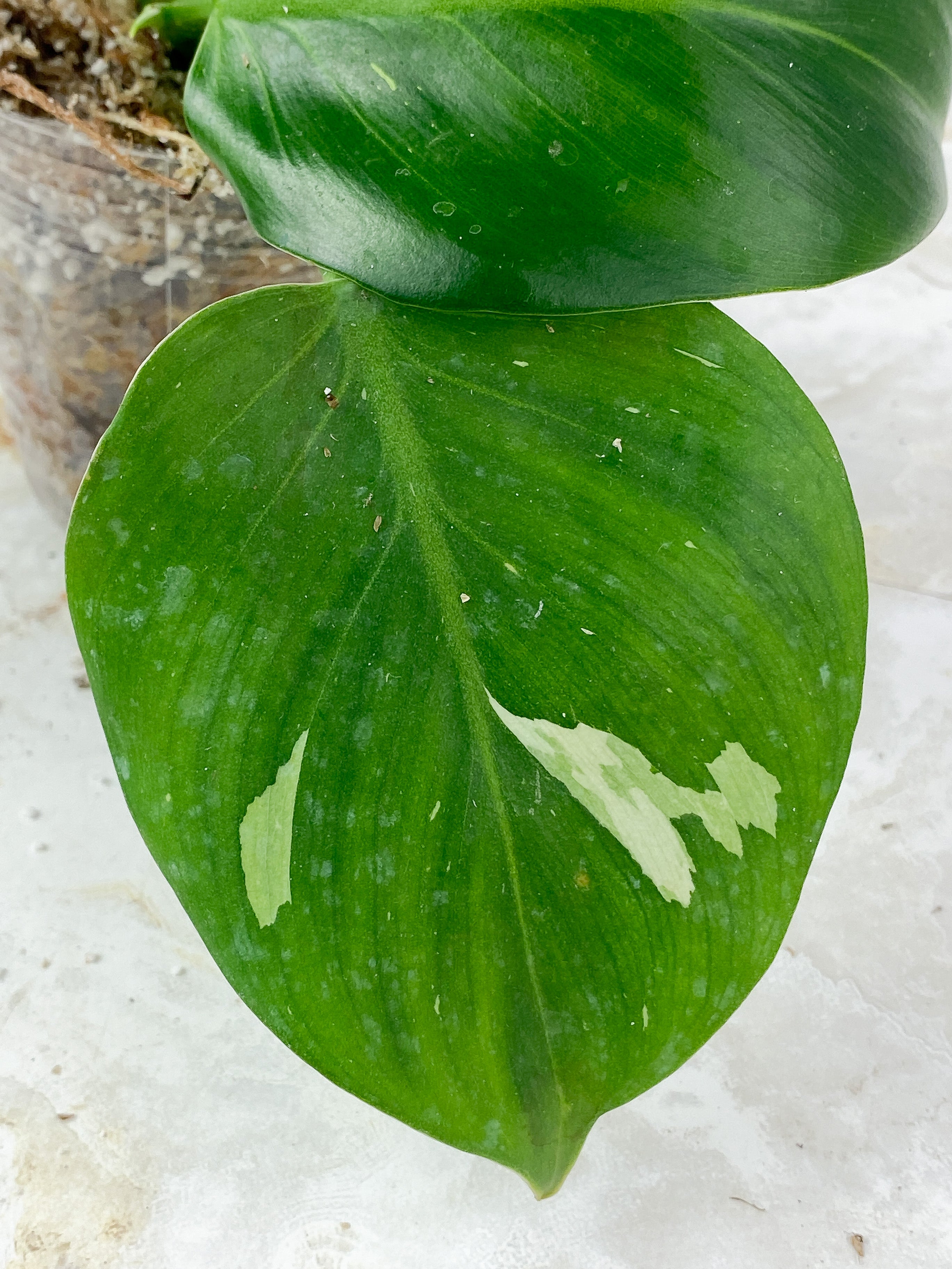 Philodendron White Wizard Slightly Rooted 3 leaves, 1 sprout