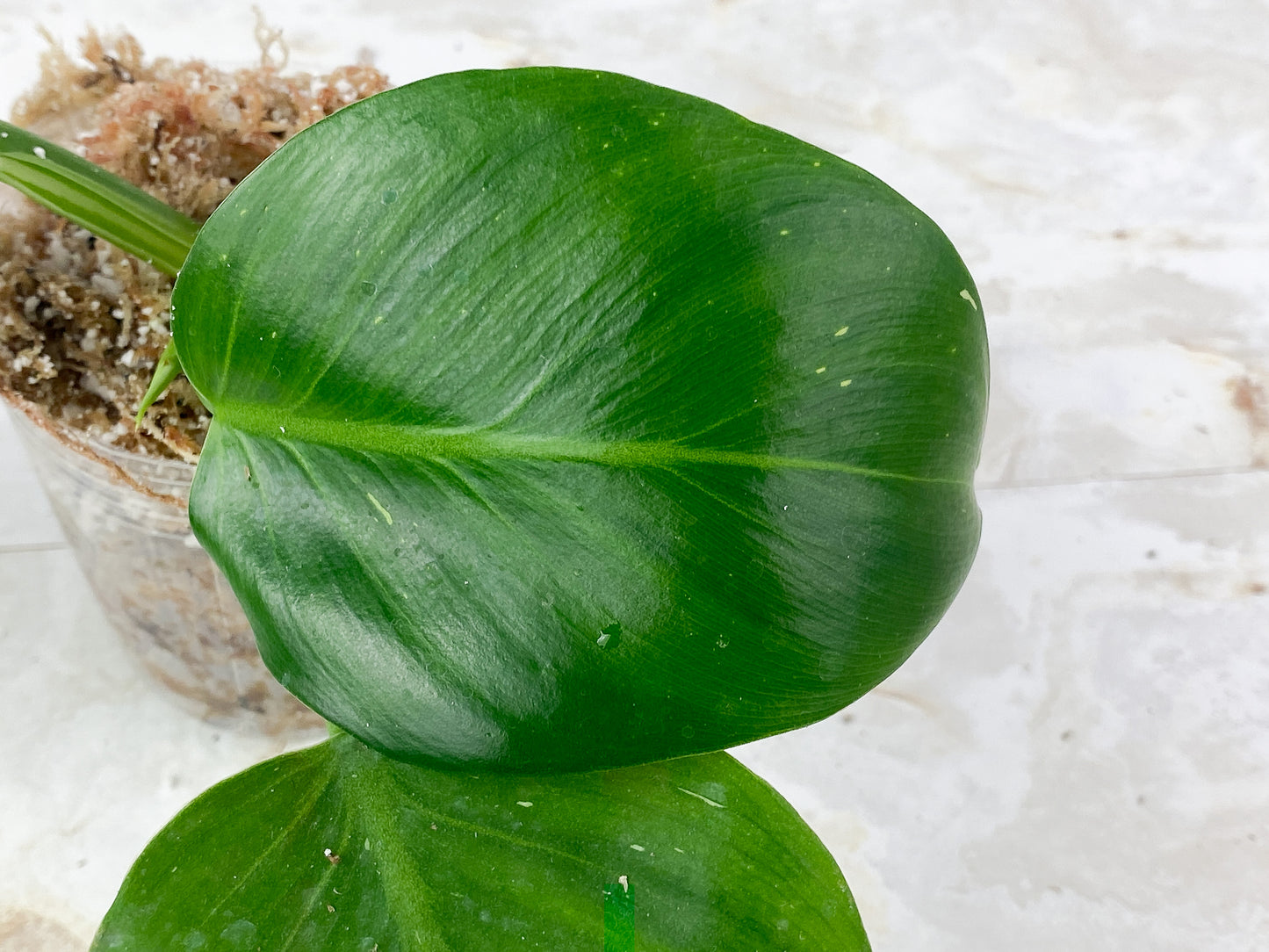 Philodendron White Wizard Slightly Rooted 3 leaves, 1 sprout